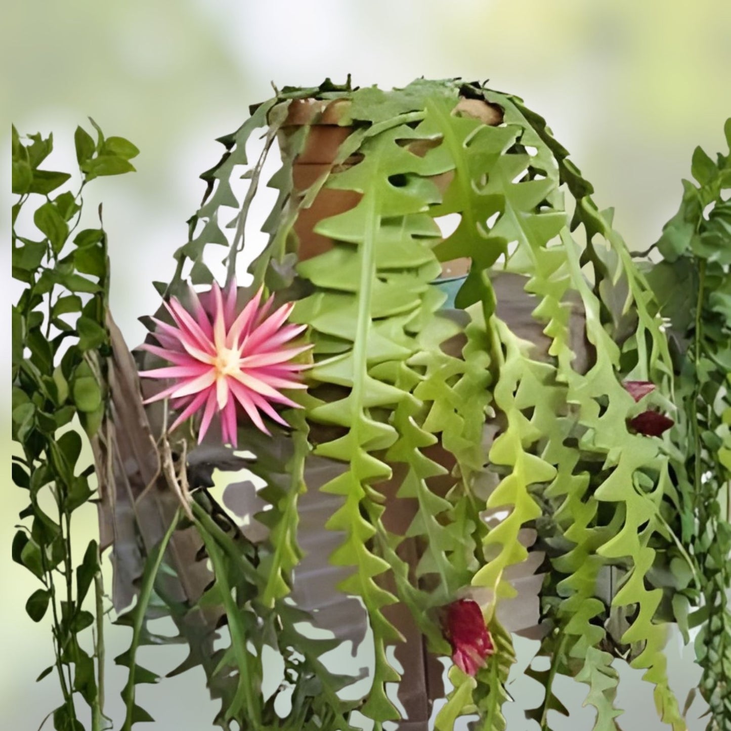 Ric Rac Cutting 6" Orchid Cactus Fish Bone Succulent Cryptocereus anthonyanus