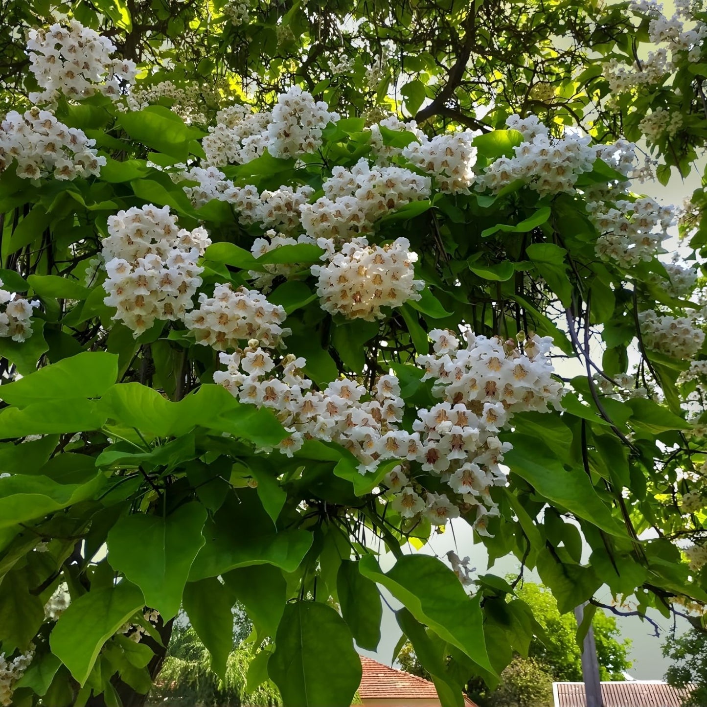 Catalpa Tree Seeds - 50 Pack for Planting - Large Leaves, Stunning Flowers - Catalpa bignonioides