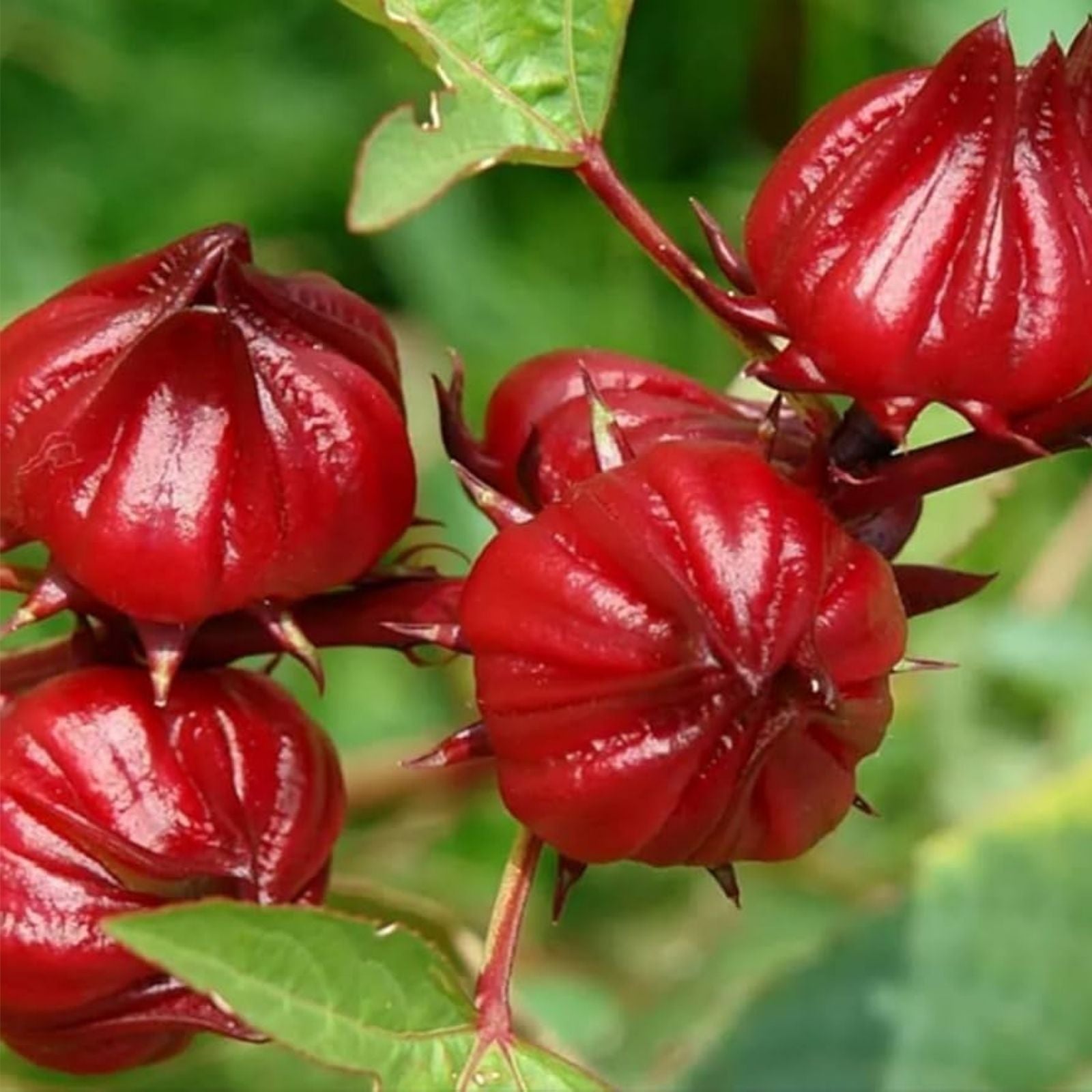 Jamaican Sorrel Seeds 10 Pack - Florida Cranberry, Indian Roselle, Hibiscus (Hibiscus sabdariffa) for Tea & Gardening