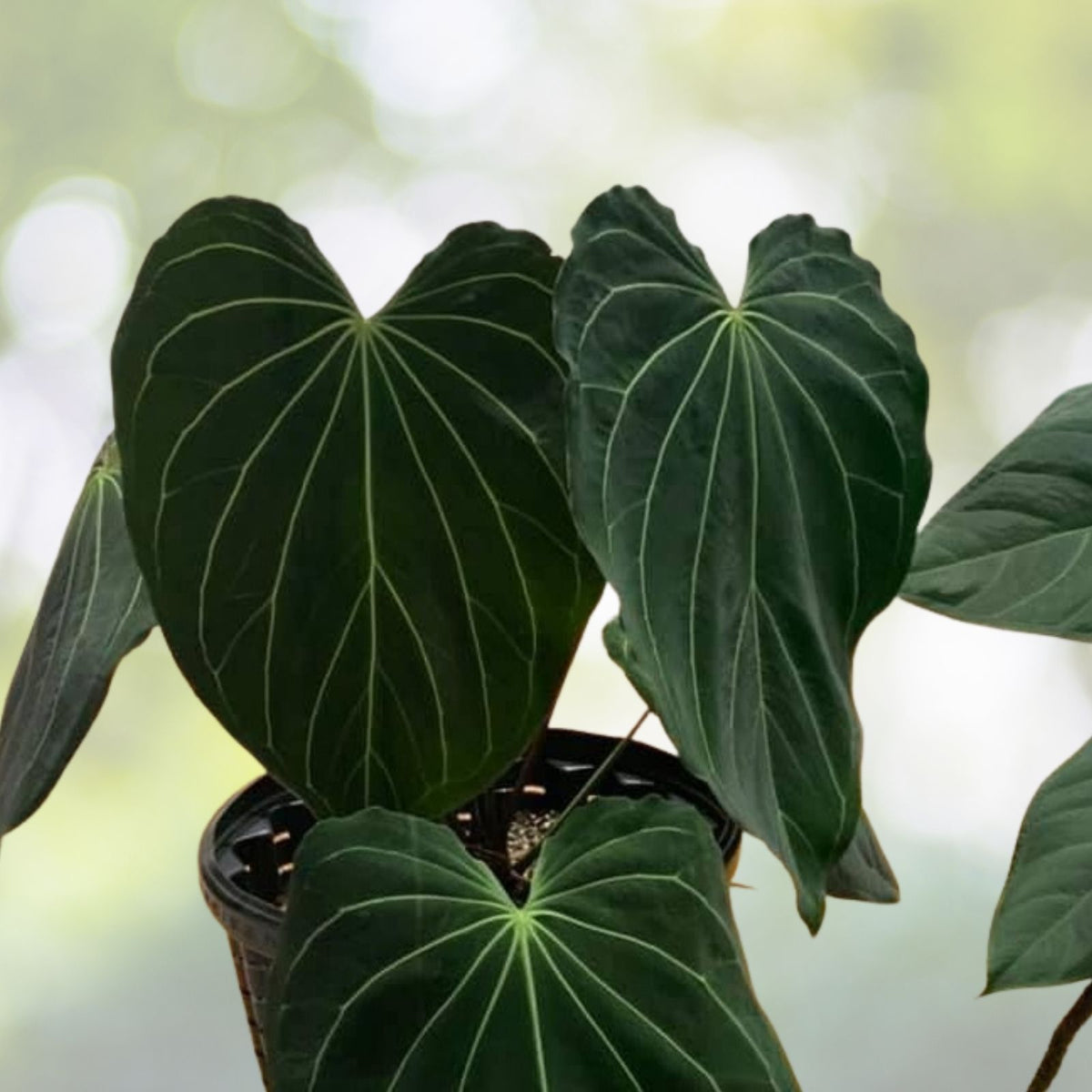 Anthurium Cutting - 1 Leaf - Carlablackiae - Rare Tropical Indoor Plant - Unique Houseplant Variety