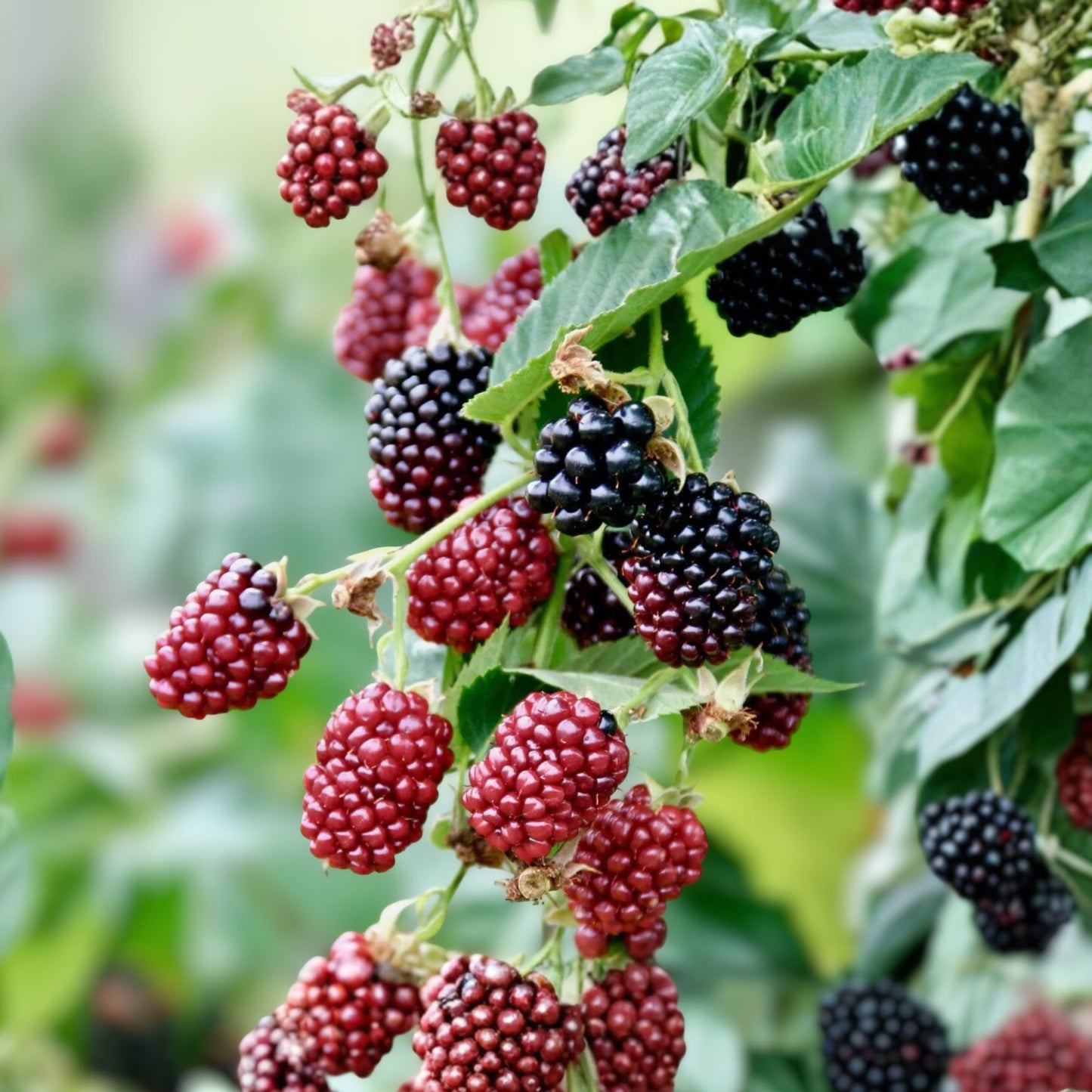 Thornless Boysenberry Plant - 1 Bare Root - Rubus ursinus × Rubus idaeus Hybrid Fruit Starter Plant
