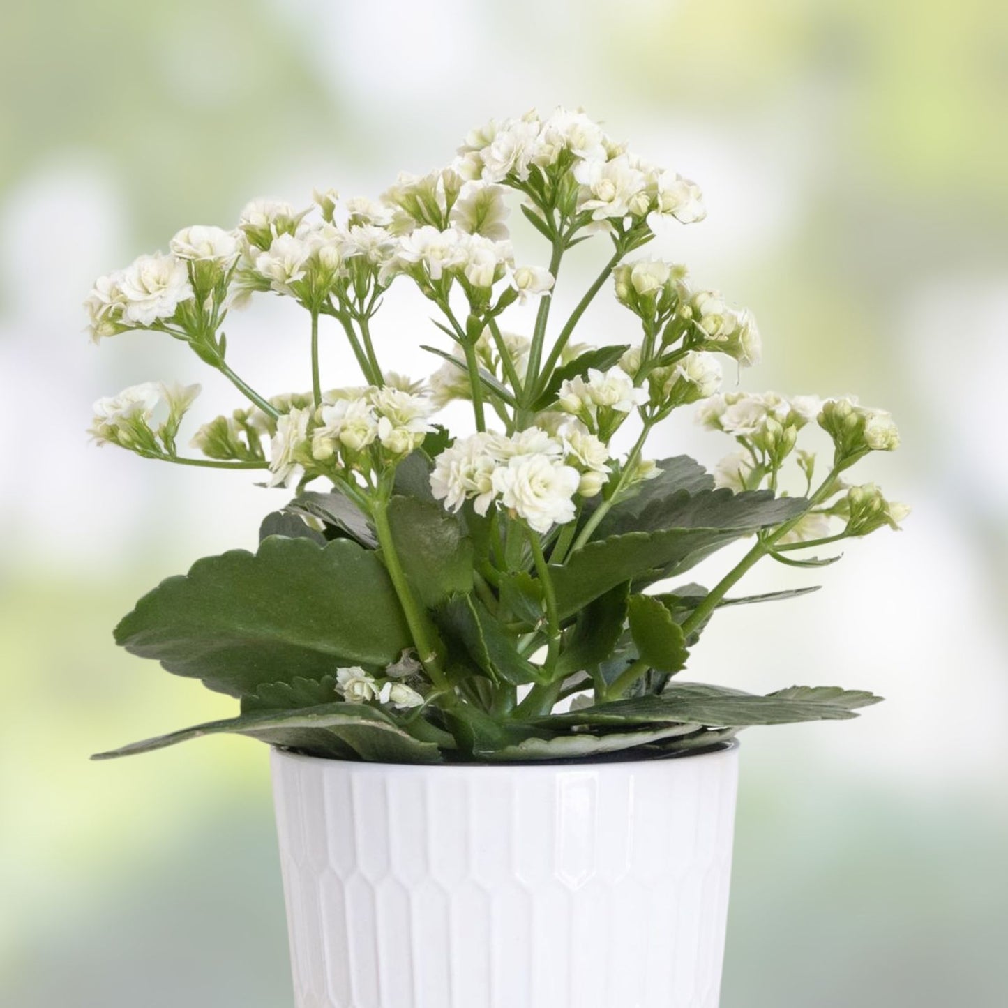 Succulent Cuttings Set of 3 White Kalanchoe Blossfeldiana for Planting and Propagation, Easy Care Houseplants