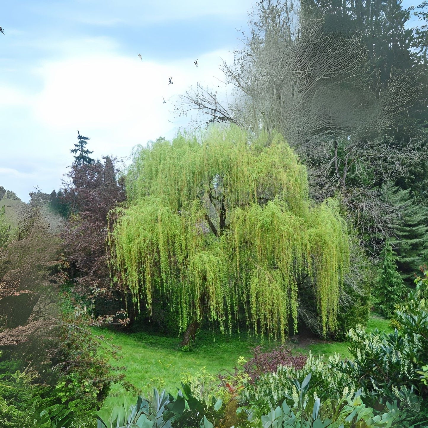 Weeping Willow Tree - Live Plant - Beautiful Arching Canopy - Salix babylonica - Memorial Gift