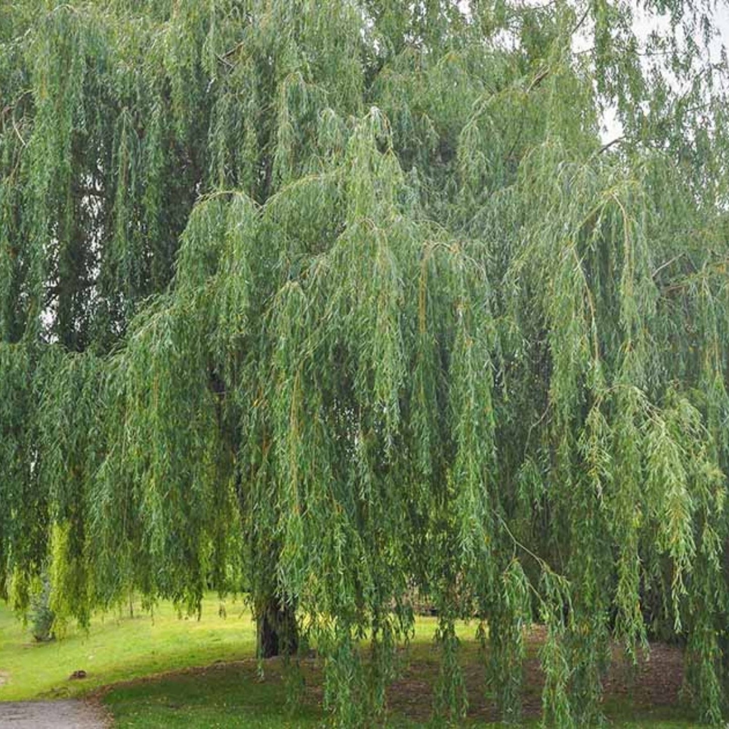 Jumbo Hybrid Willow Tree Cuttings 10 Inch Thick Root Stock Salix × sepulchralis for Landscaping and Gardening