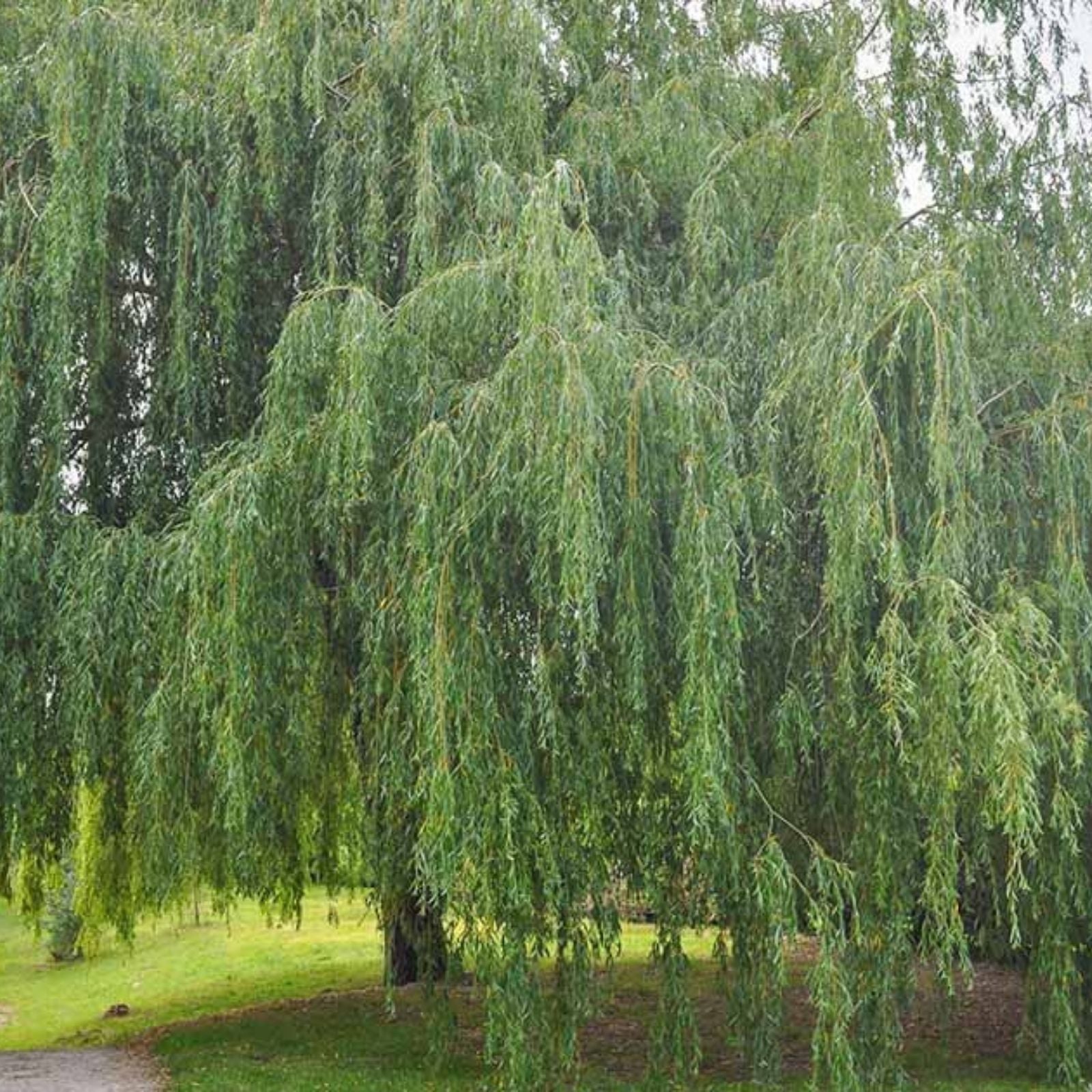 Jumbo Hybrid Willow Tree Cuttings 10 Inch Thick Root Stock Salix × sepulchralis for Landscaping and Gardening