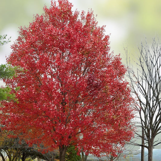 Fast Growing Tree Seeds – 40+ Red Maple Seeds – Acer rubrum for Gardens and Landscaping – USA Seller, Free Shipping