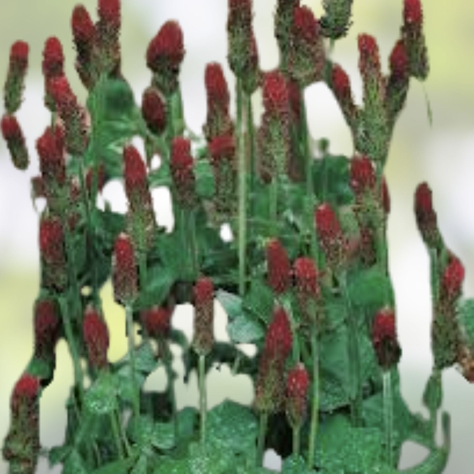 Crimson Clover Seeds 100+ for Planting, Green Manure Cover Crop, Trifolium incarnatum, Organic Seed, Fertilizer Alternative