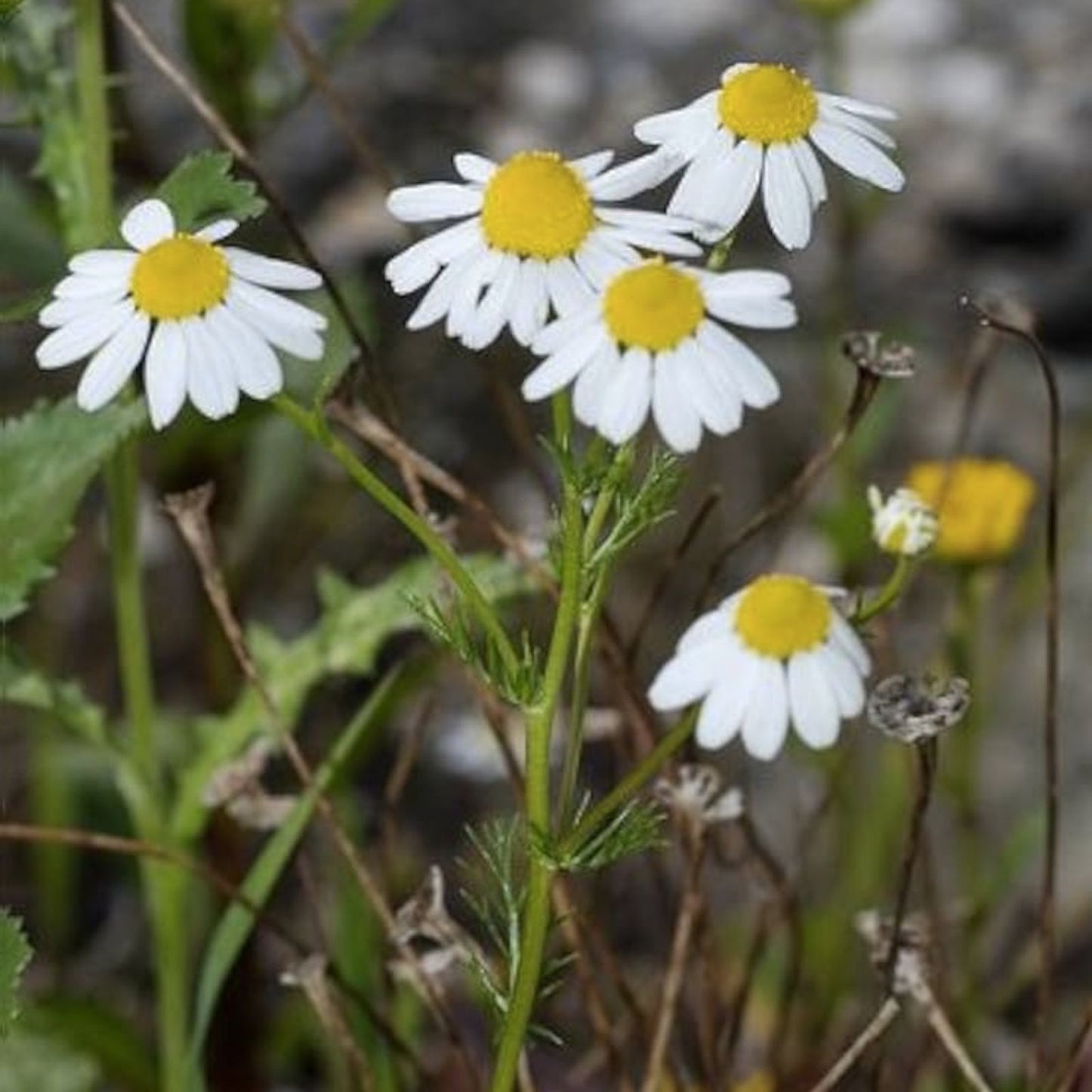 German Chamomile Seeds - 2000+ Seeds - Tea Chamomile - Matricaria chamomilla - Annual Herb - USA