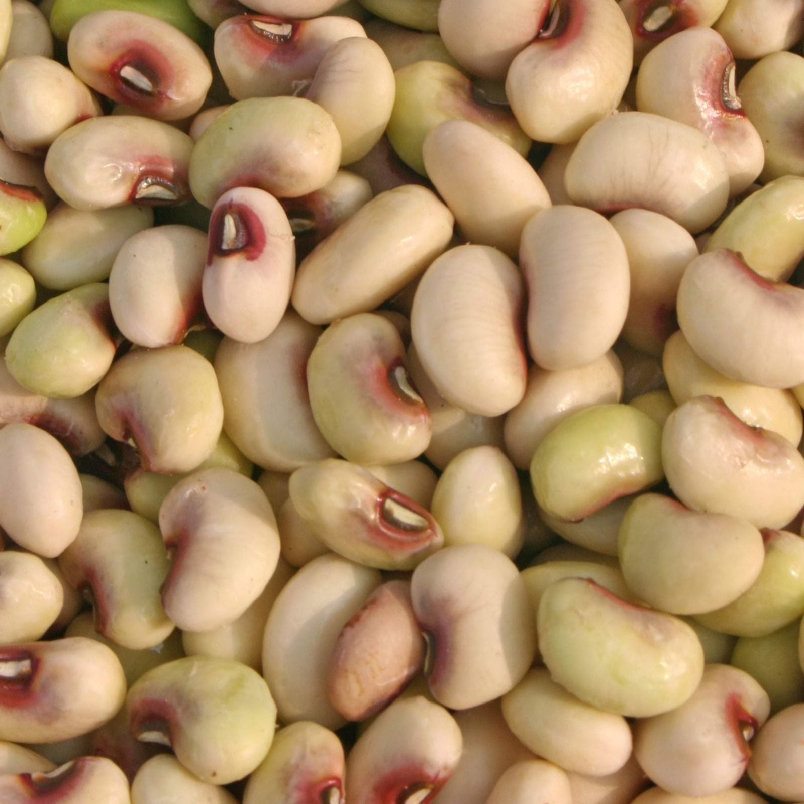 Cow Pea Seeds for Planting, 50+ Non-GMO Seeds, Vigna unguiculata, Made in USA, Ships from Iowa
