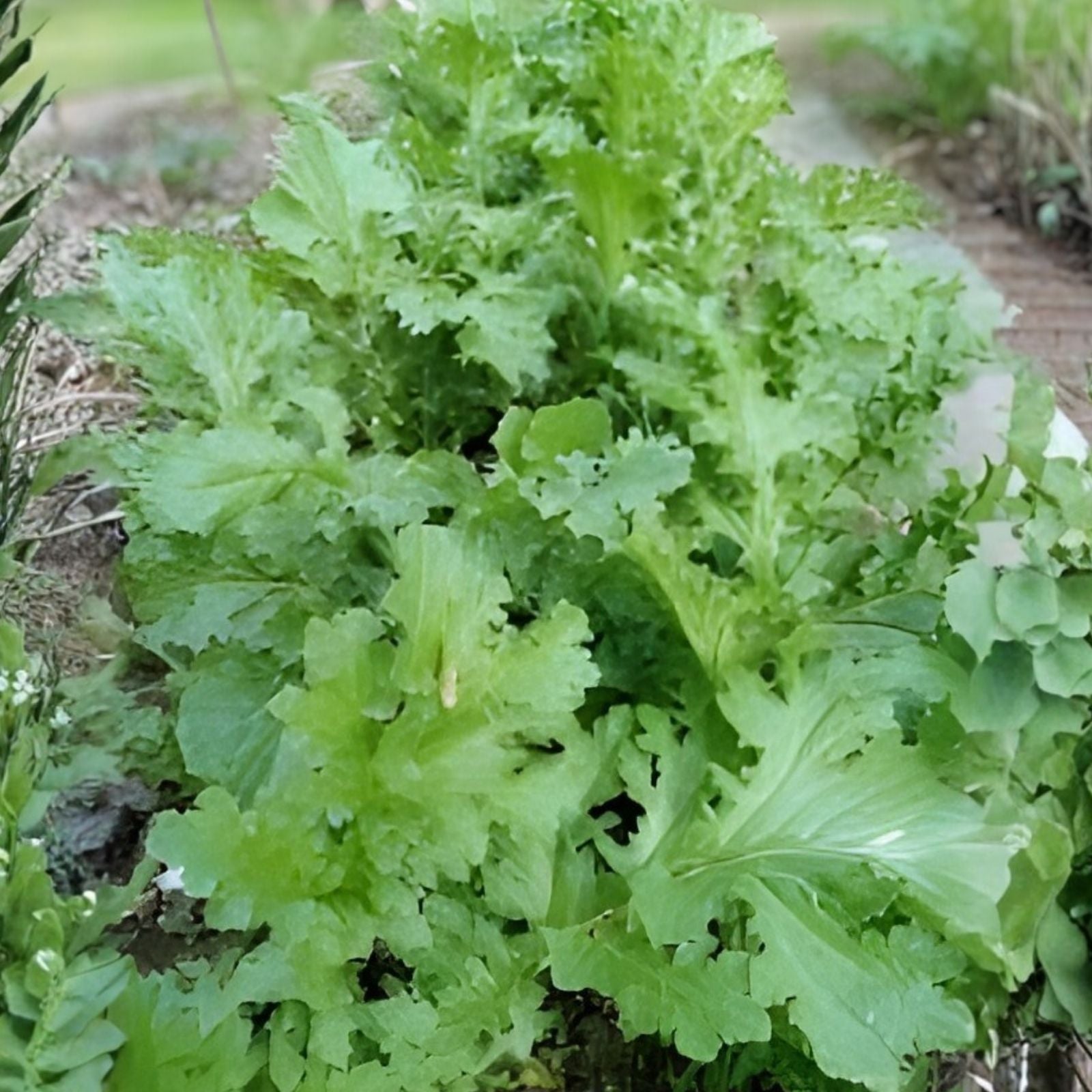 Mustard Greens Seeds 25+ Heirloom Non-GMO Tendergreen Green Variety Brassica juncea Vegetable Seed