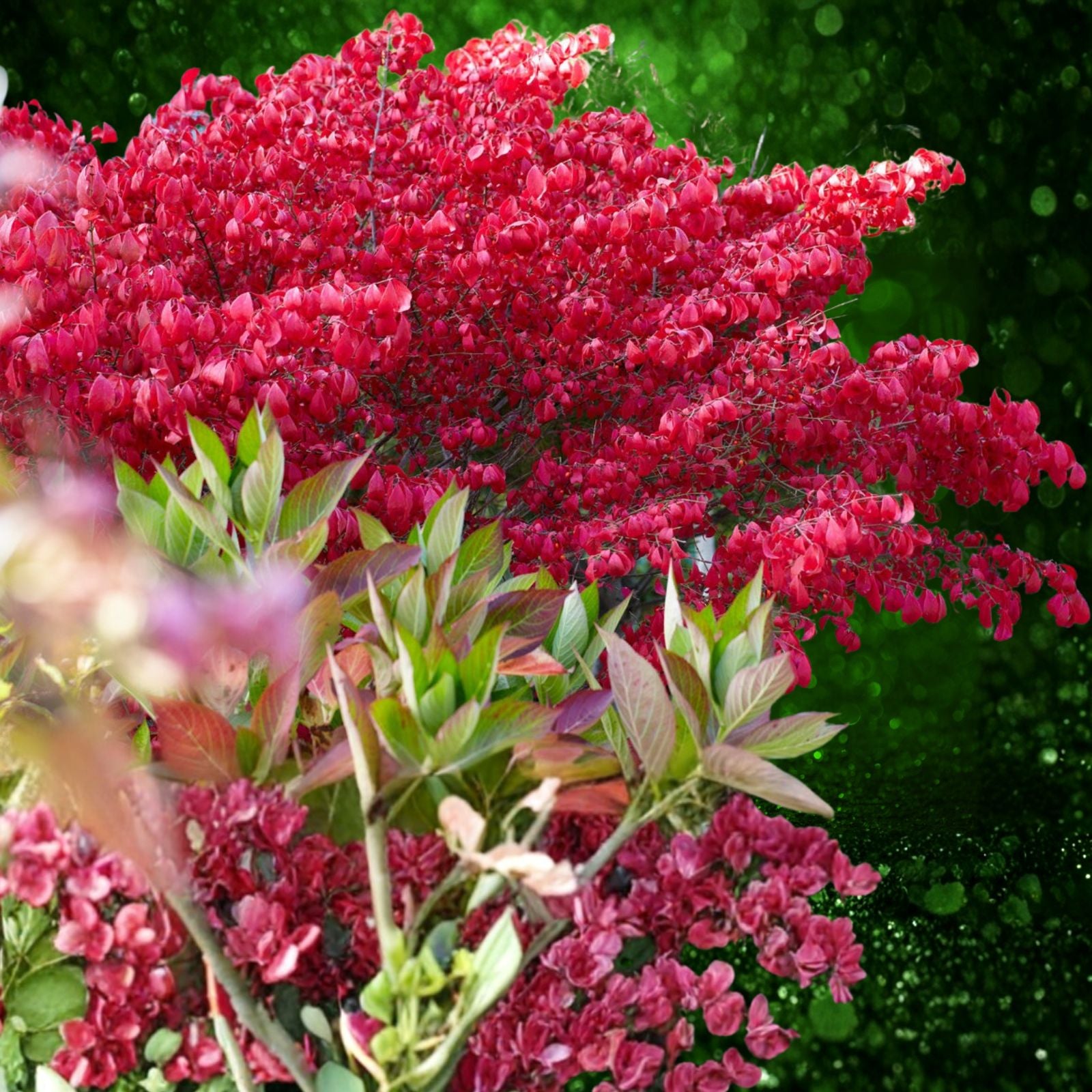 Burning Bush Live Bare Root Seedling Plant 4-8 Inches Euonymus alatus Hardy Zones 5-9 Freshly Dug