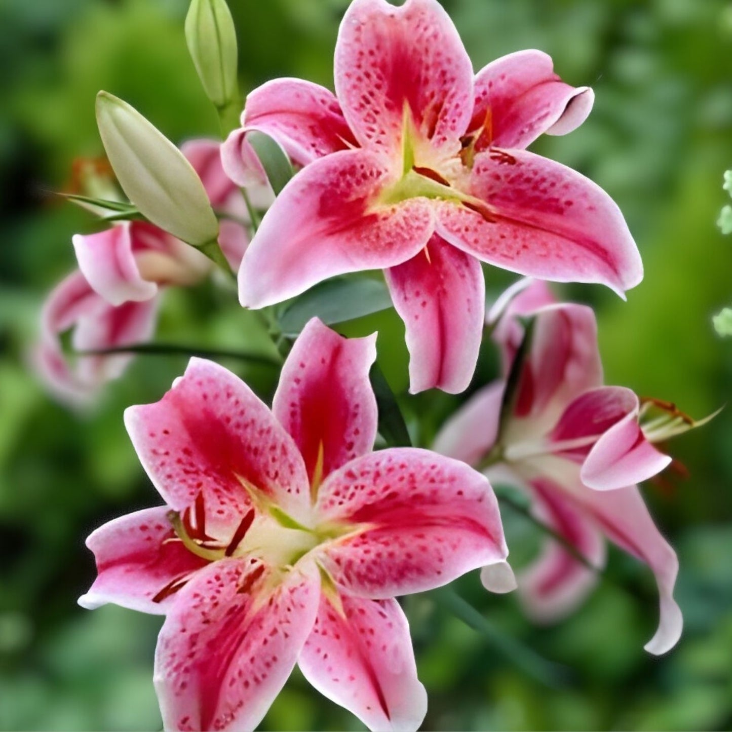 Stargazer Lily Bulbs 10 Pack Pink White Variegated Lilium 'Stargazer' Flowering Bulbs