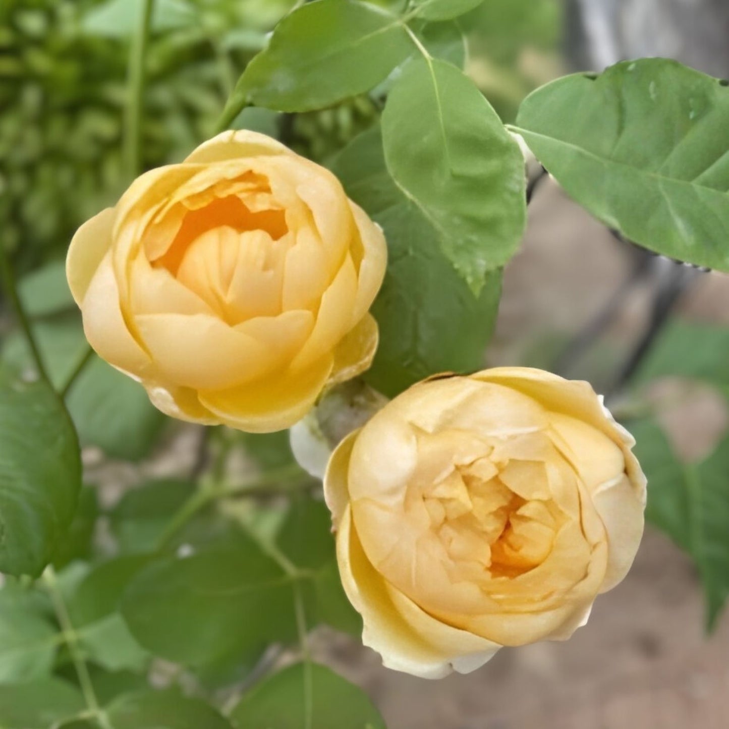 Moonlight Romantica Rose Plant Cuttings - 3 Fresh 6-inch Unrooted Rosa 'Moonlight Romantica'