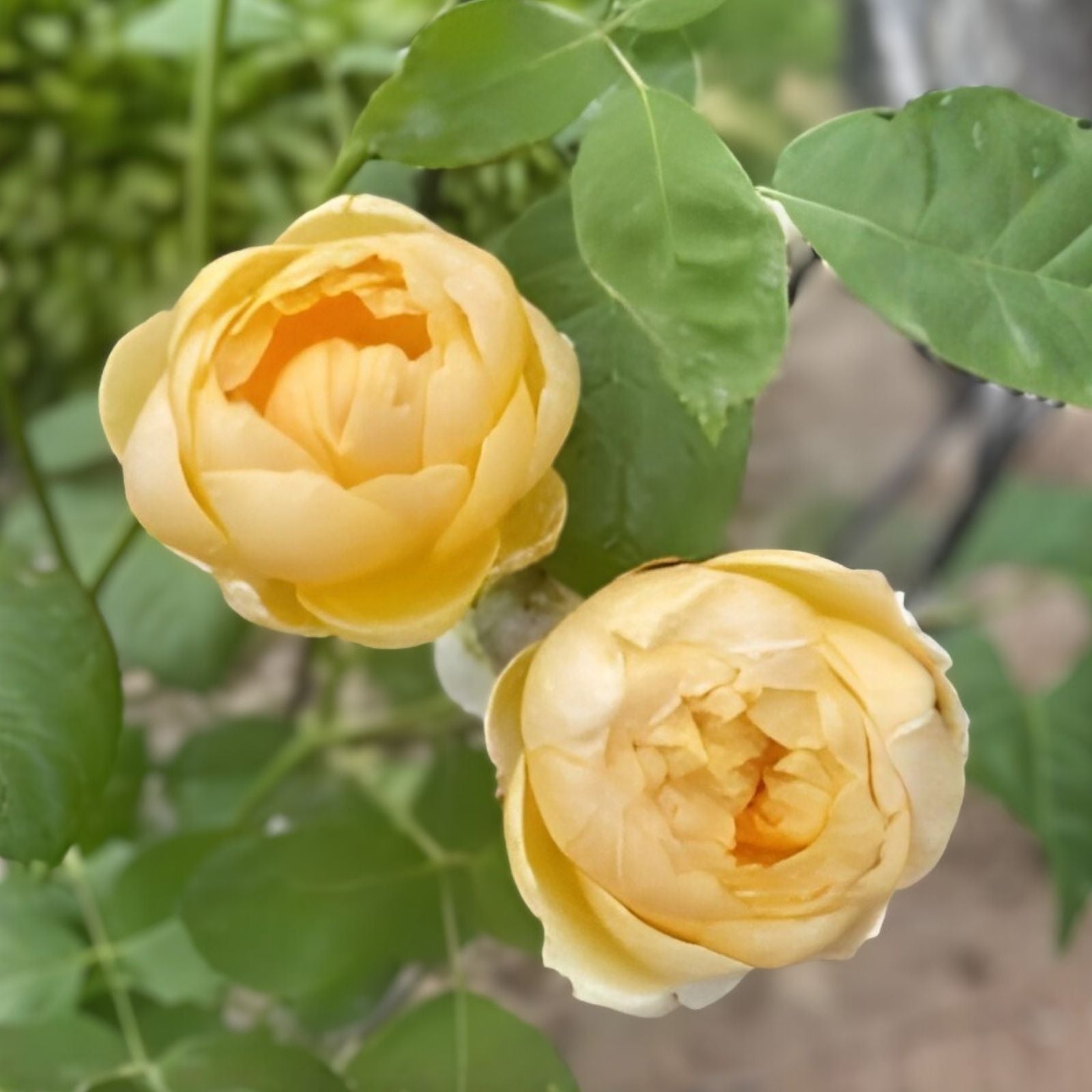Moonlight Romantica Rose Plant Cuttings - 3 Fresh 6-inch Unrooted Rosa 'Moonlight Romantica'