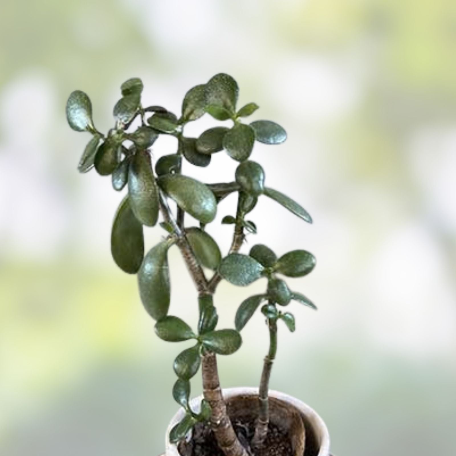 Rooted Jade Plant Succulent 12" Crassula Ovata Drought Resistant Indoor Houseplant Easy Care