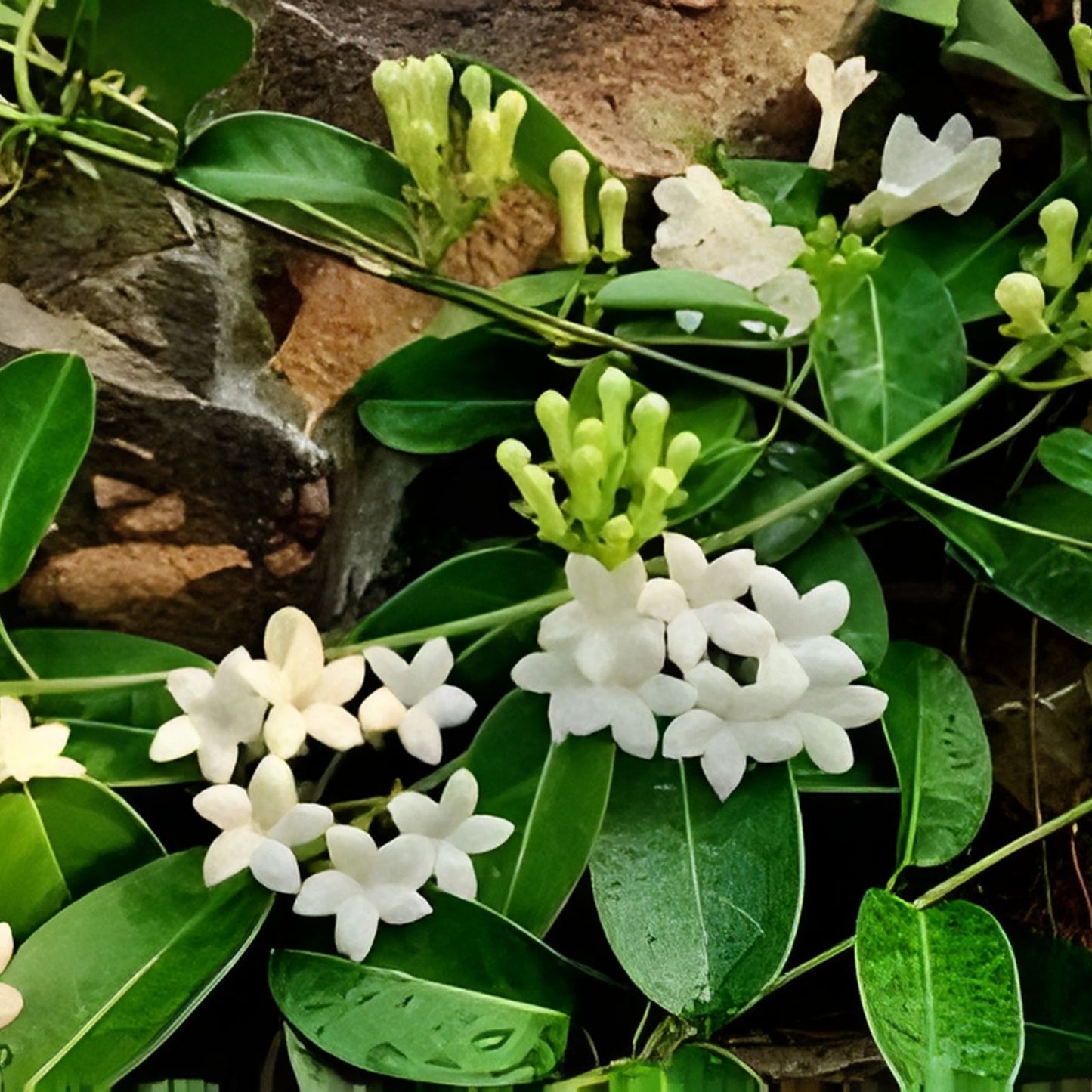 Live Cuttings - 7” Variegated Stephanotis Madagascar Jasmine - Fragrant Climbing Plant - Stephanotis floribunda