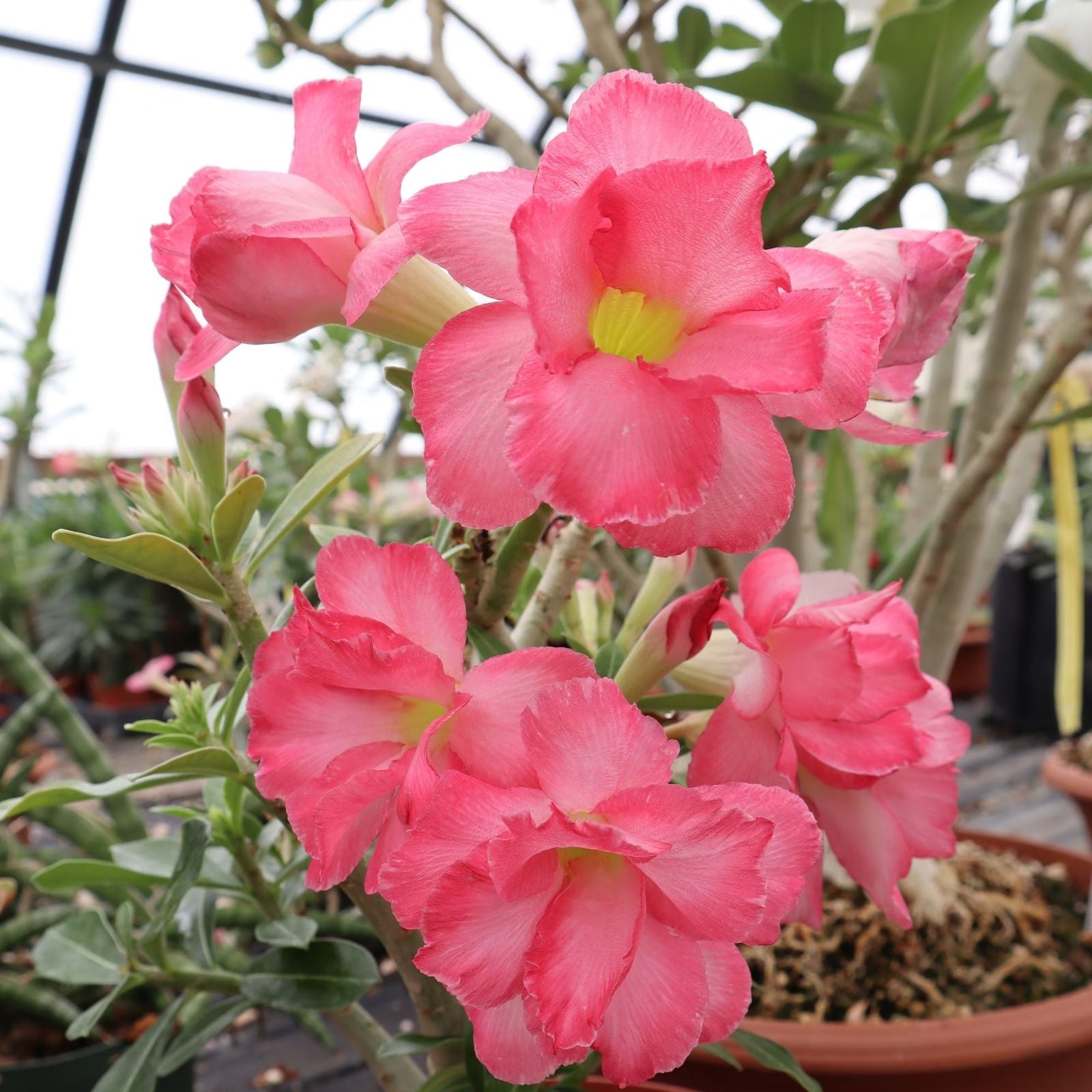 Adenium Hybrid Succulent Plant 2,5" Pot | Rare Adenium arabicum x A, socotranum | Desert Rose, Drought Tolerant, Indoor Plant