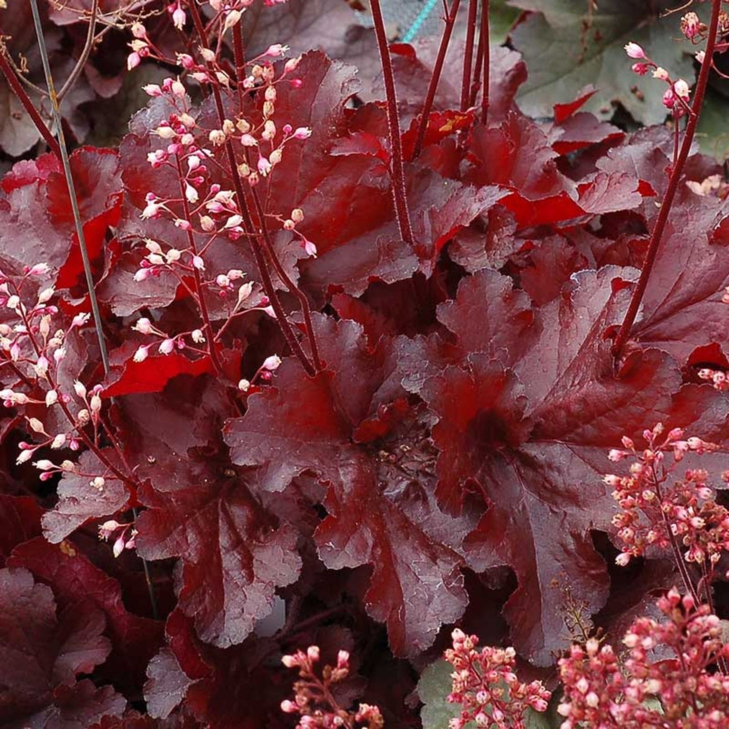 Heucherella Bare Root Plant Red Rover Coral Bells Perennial Zone 4-9, Live Plant, Shade Garden, Ornamental Foliage