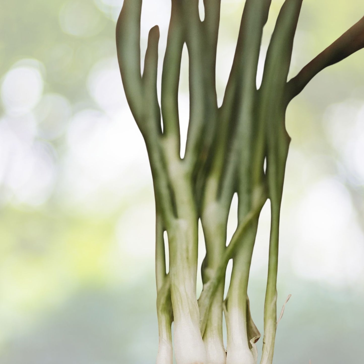 Green Onion Seeds - 200+ Tokyo Long White Bunching Onion Scallion Seeds - Allium fistulosum - Fresh US Supply