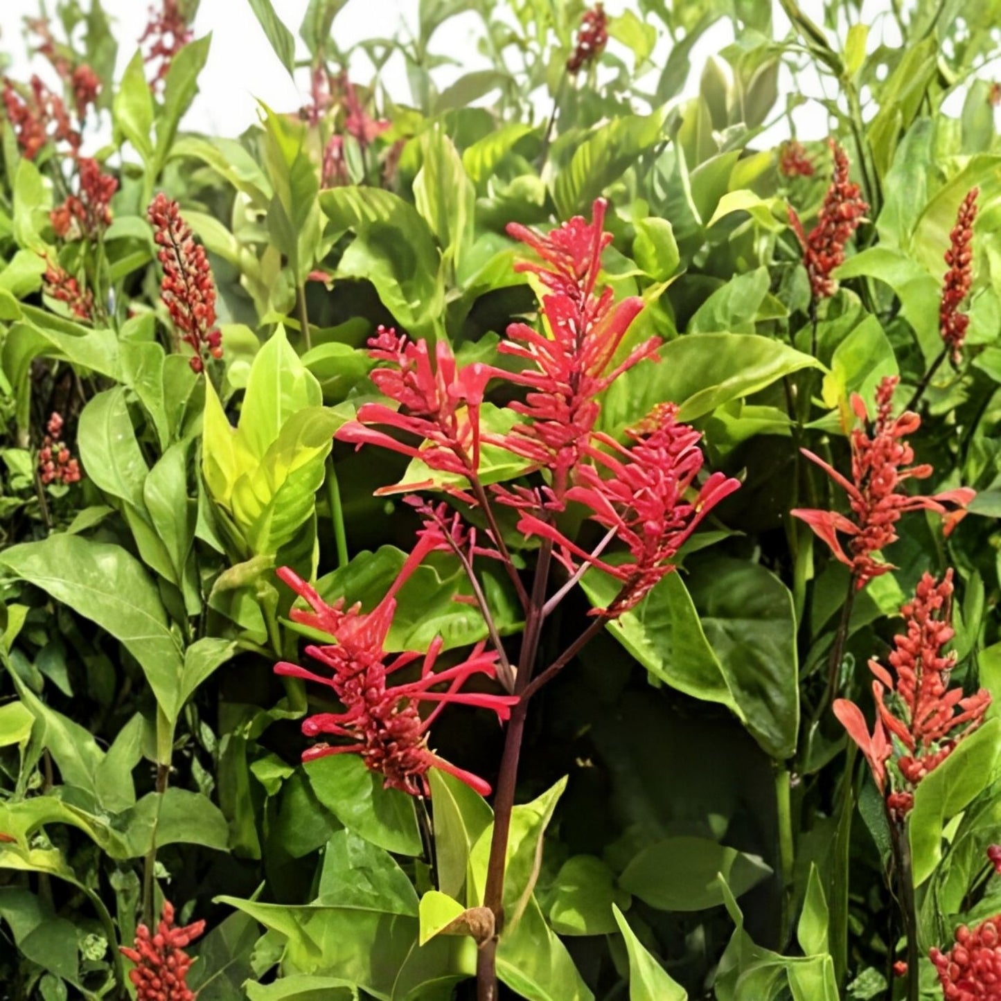 Fire Spike Red Rooted Starter Plant – Odontonema strictum, Hummingbird Attracting, Vibrant Blooms for Garden or Indoor Use