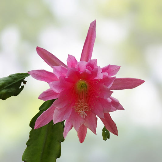 Epiphyllum Cuttings 10 Assorted Mystery Colors Orchid Cactus Succulents for Plant Lovers