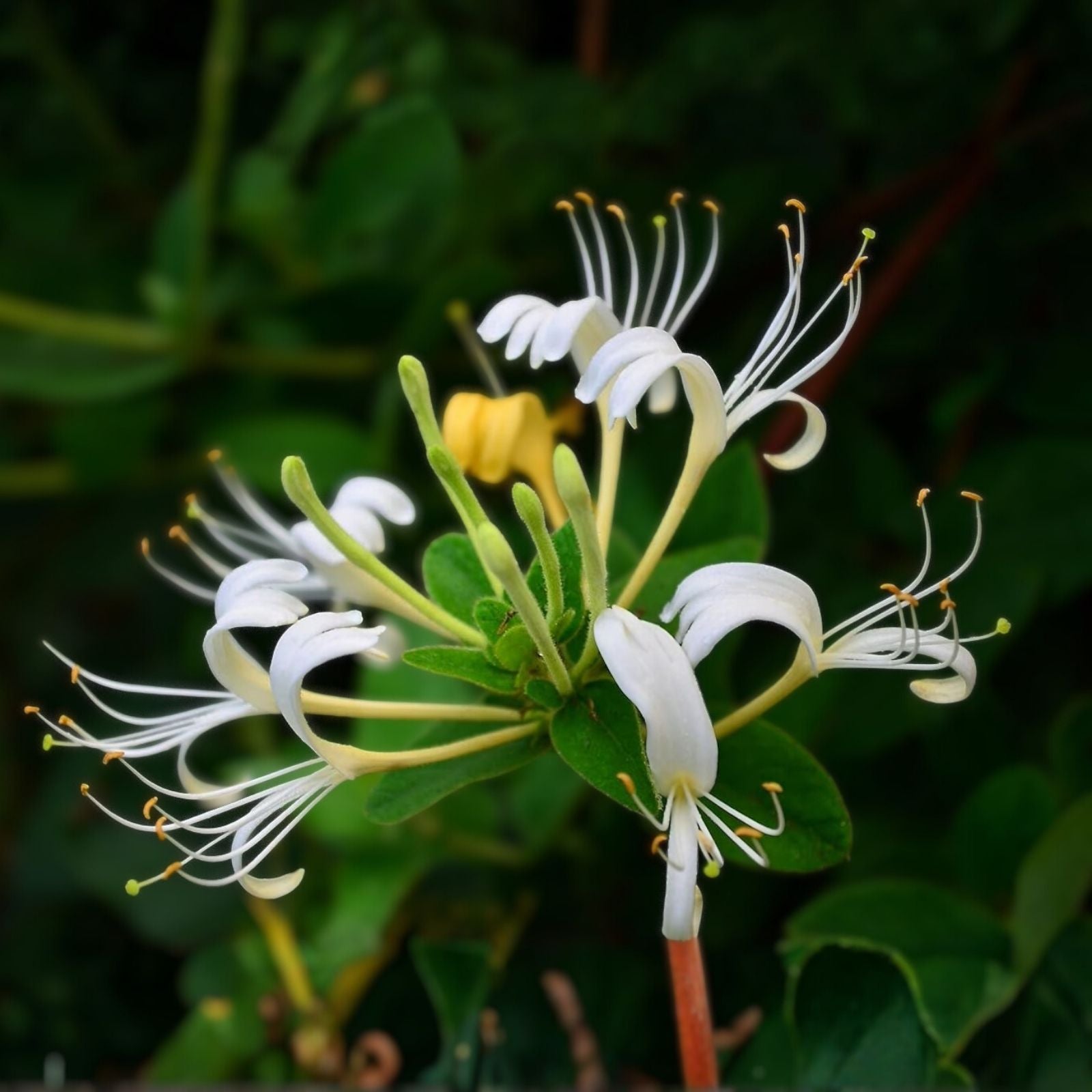 Honeysuckle Vine Live Starter Plants Set of 2, Lonicera japonica, Fast-Growing Climbing Garden Plants
