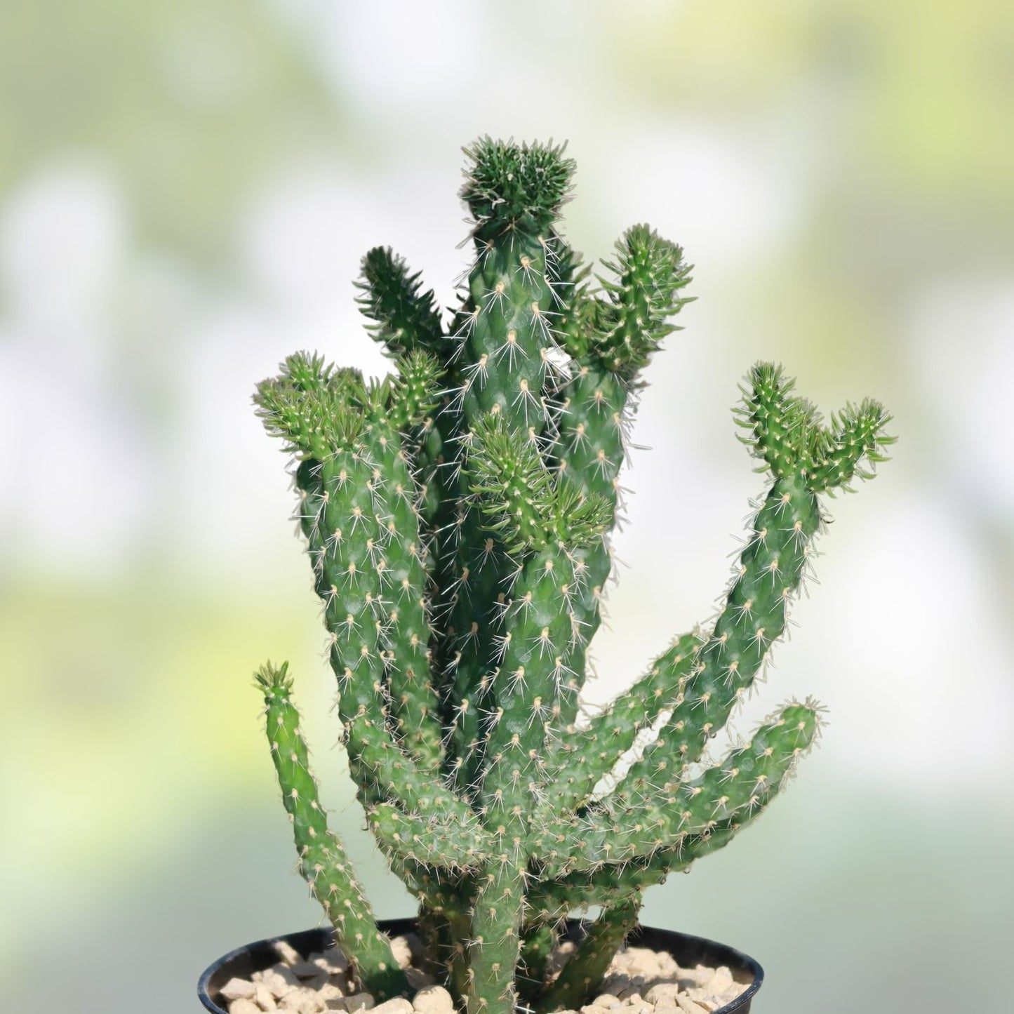Cylindropuntia Molesta Live Cactus Cuttings - Molesting-Spined Cholla - 3 Rooted Plants for Desert Garden, Succulent Collection