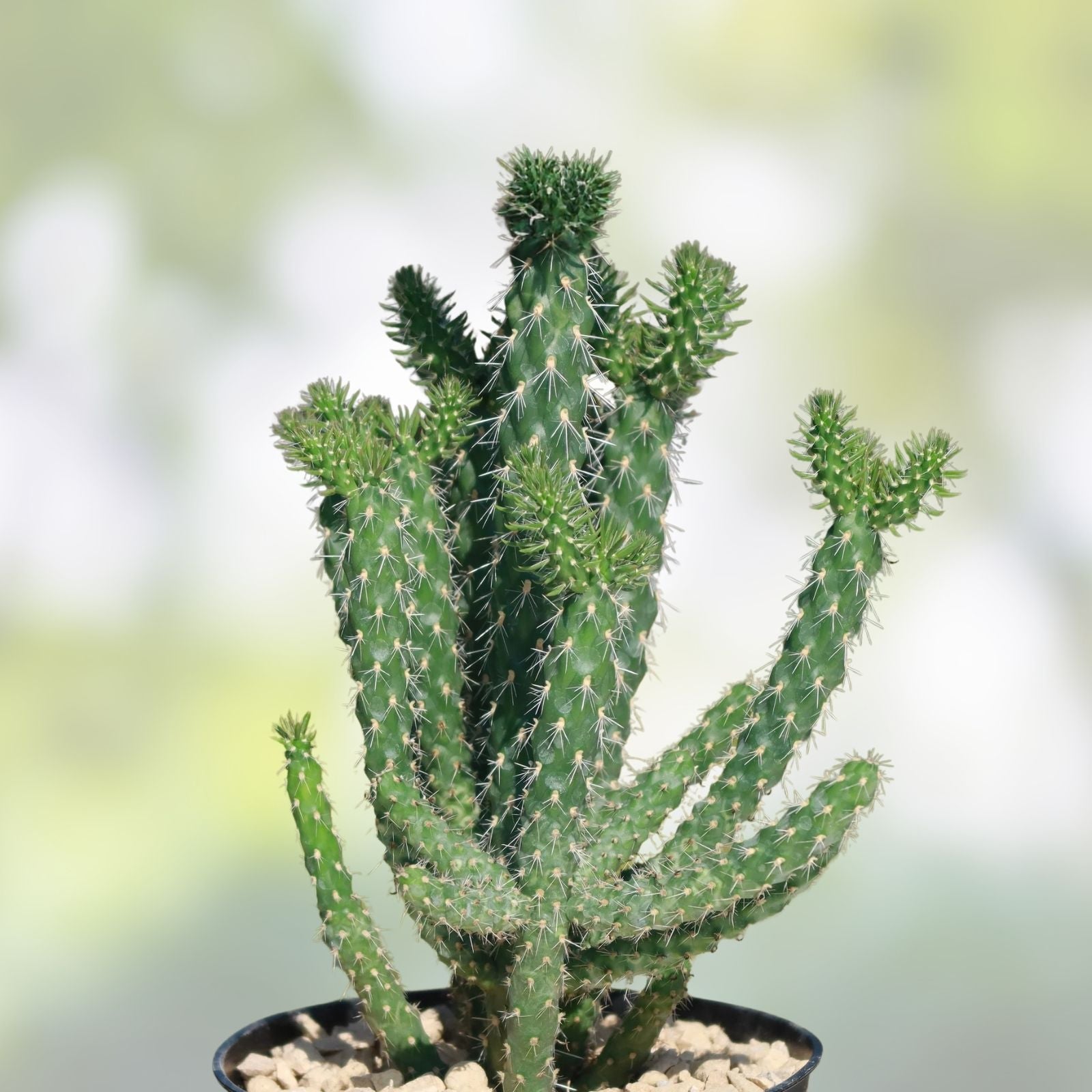 Cylindropuntia Molesta Live Cactus Cuttings - Molesting-Spined Cholla - 3 Rooted Plants for Desert Garden, Succulent Collection