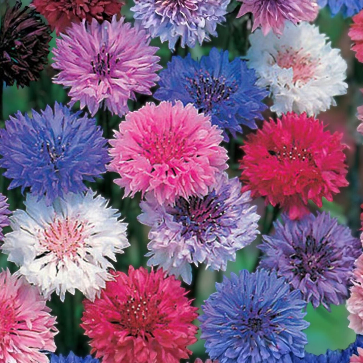 Red Poppy Seeds 500 Count - Stunning Red Flowers - Papaver rhoeas - Popular Garden Flower for Bright Blooms