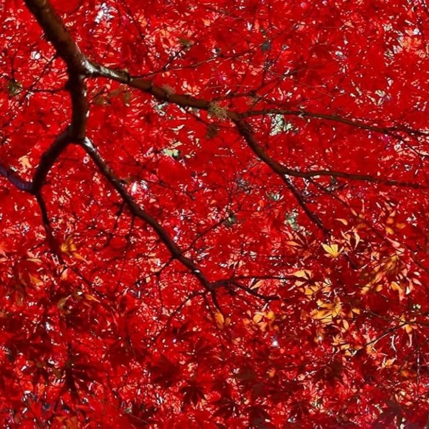 Red Maple Seeds for Planting Outdoors – 50+ Heirloom Acer rubrum Tree Seeds for Gardening and Landscaping