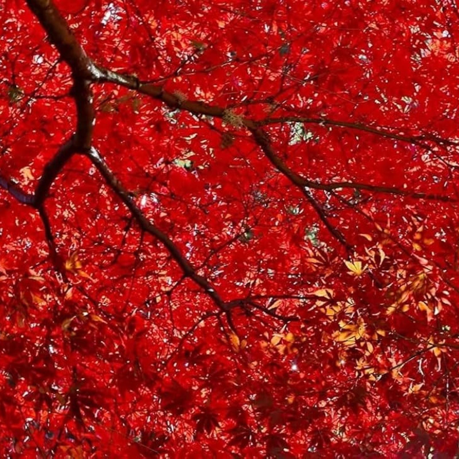Red Maple Seeds for Planting Outdoors – 50+ Heirloom Acer rubrum Tree Seeds for Gardening and Landscaping