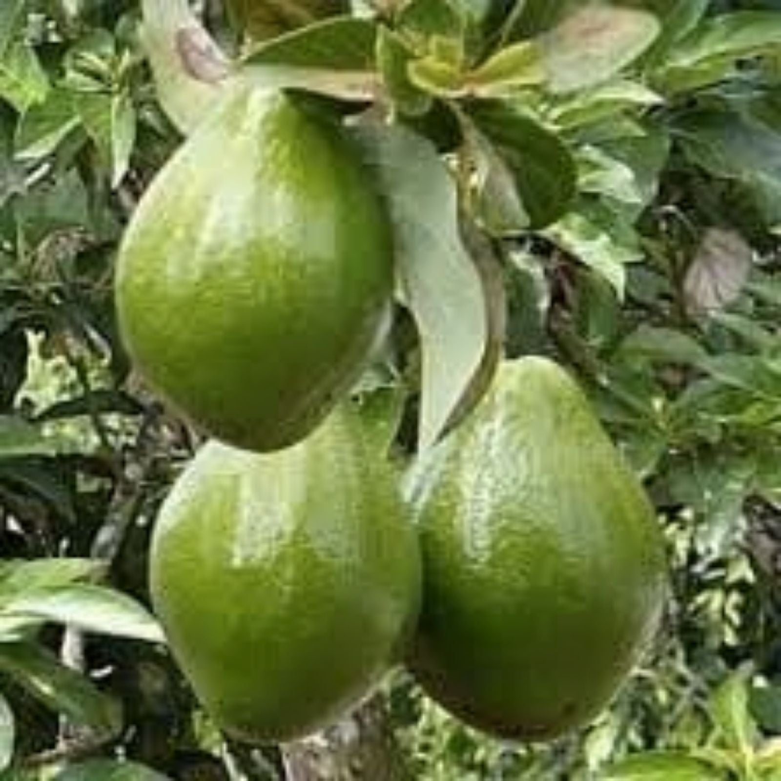 Nabal Avocado Grafting Scions - 2-3 Grafts Per Scion - Budwood for Propagation - Persea americana