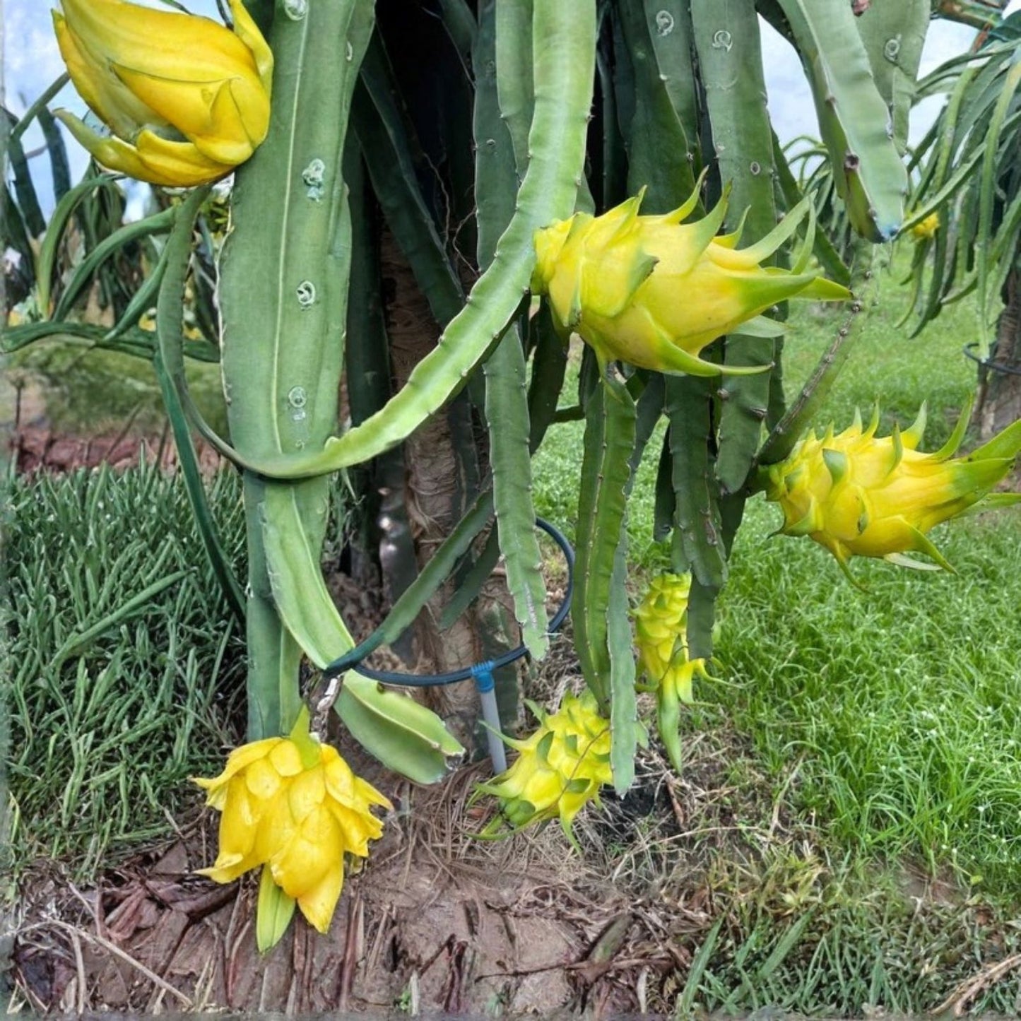 Colombian Yellow Dragon Fruit Cuttings 8 Pack – 7 Inch+ True Pitahaya Hylocereus megalanthus for Planting