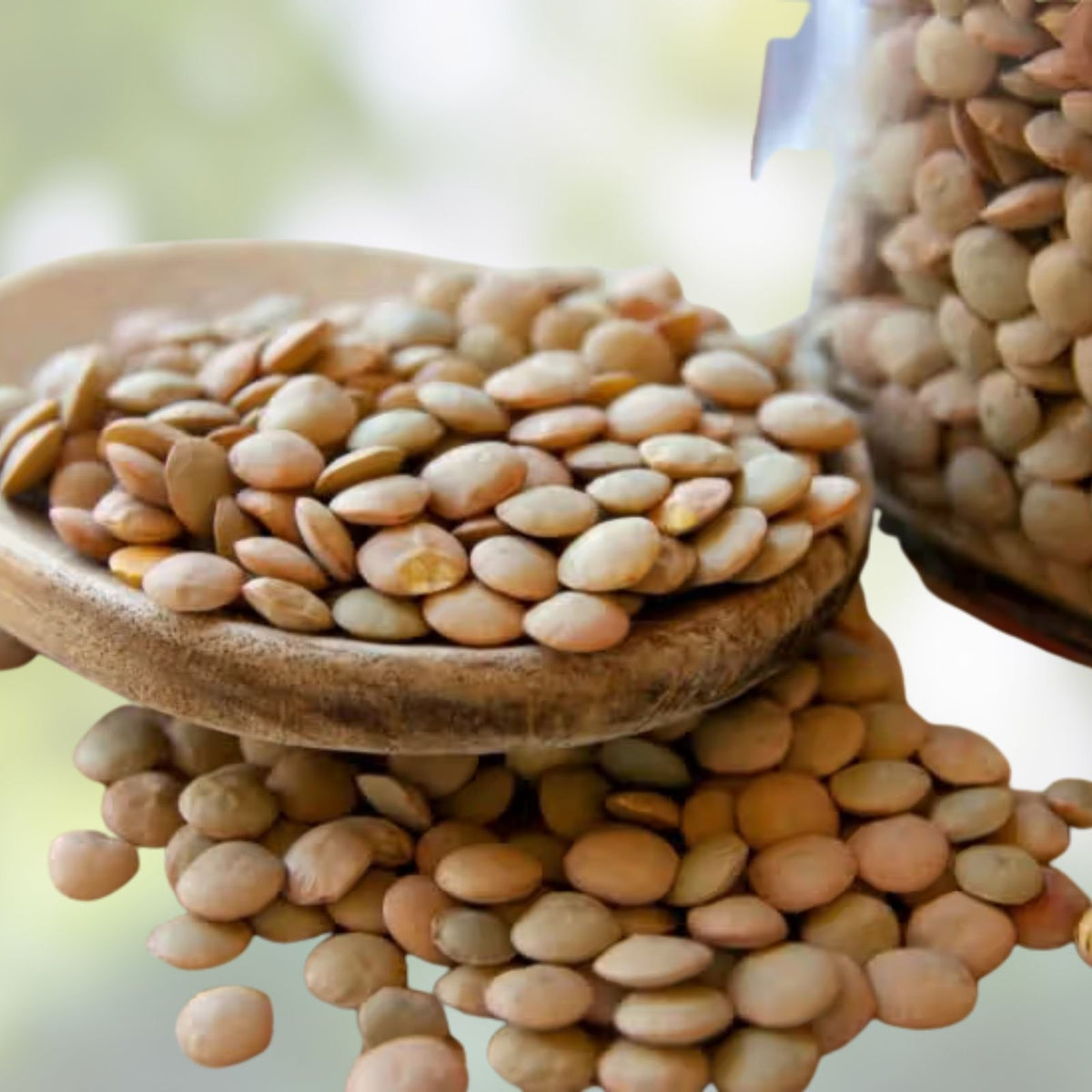 Organic Green Lentils 4 oz – Nutrient-Rich Legumes for Cooking & Sprouting – Lens culinaris