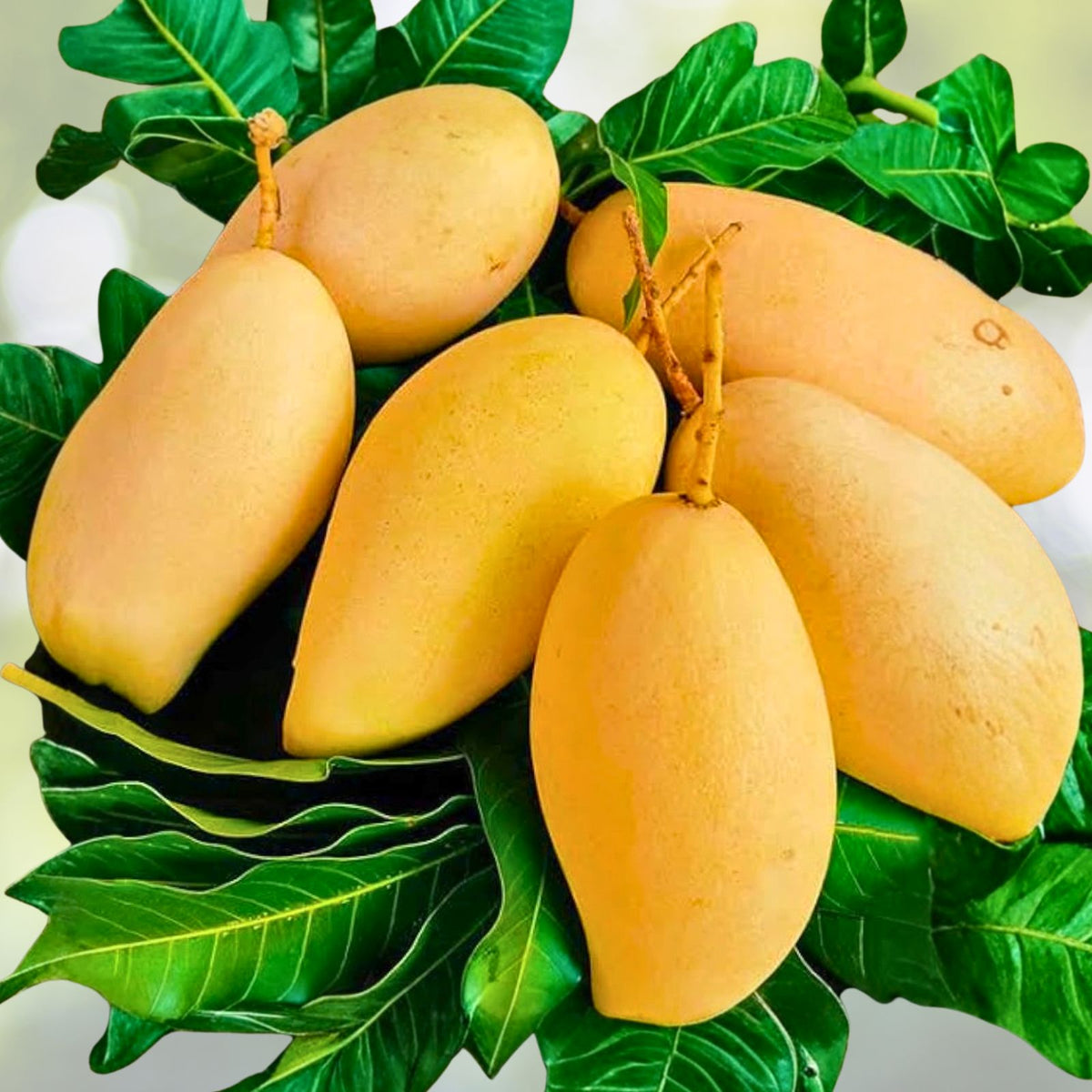 Rare Nam Dok Mai Mango Seeds   2 Pack   Super Sweet Juicy Variety   Mangifera indica