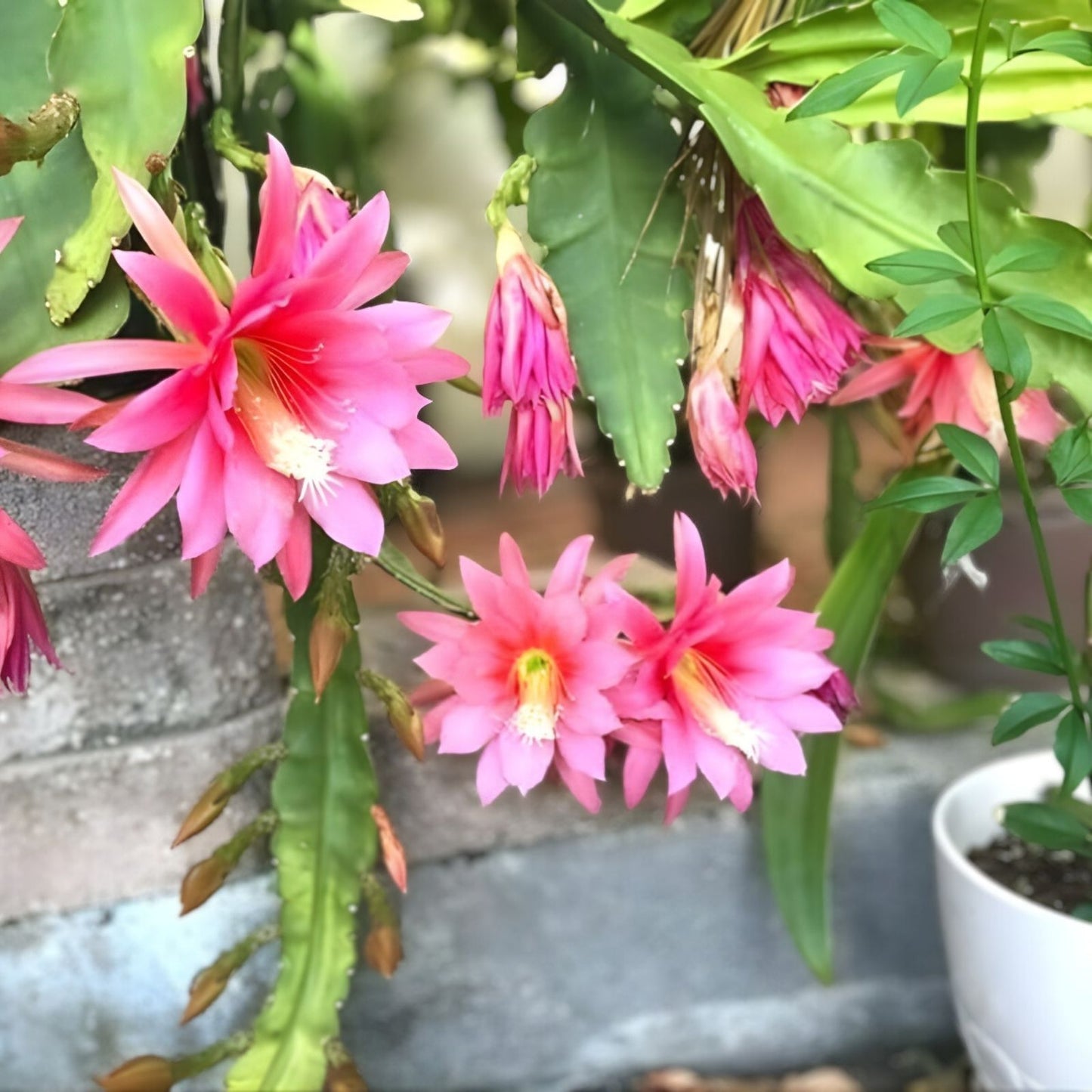 Epiphyllum Orchid Cactus Cutting 6-10 Inches | Fresh Succulent Plant | Epiphyllum spp. | Easy Care Indoor Plant