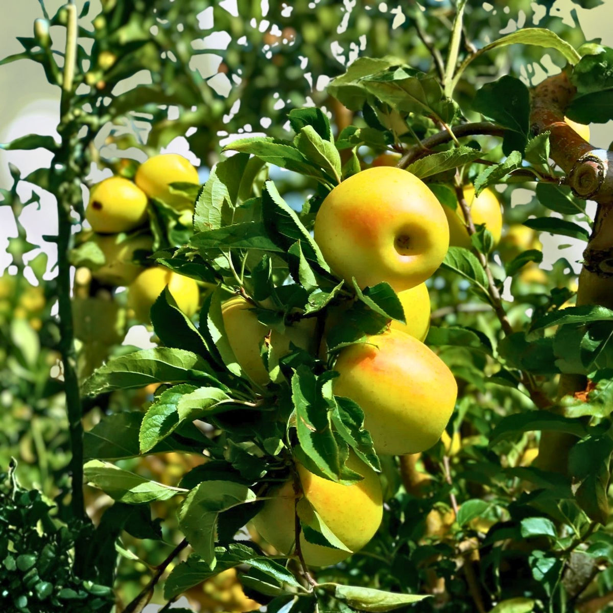 Golden Delicious Apple Tree Scions - 6+1 Organic Cuttings, Unrooted, Malus domestica, Zones 5-8