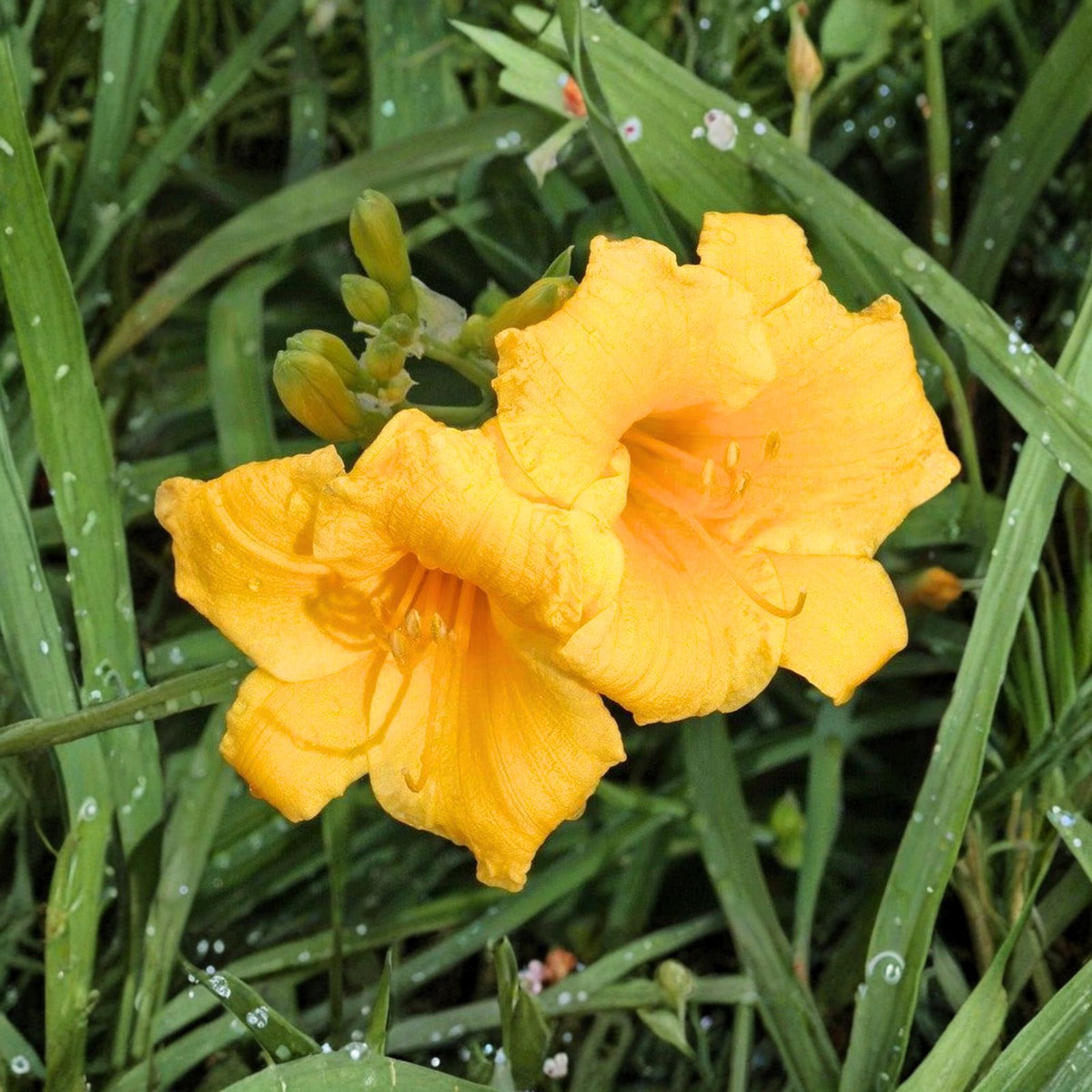 Stella De Oro Daylily Bare Root Plants 5 Pack, Yellow Perennial Hemerocallis, Reblooming, Outdoor Garden, Drought Tolerant