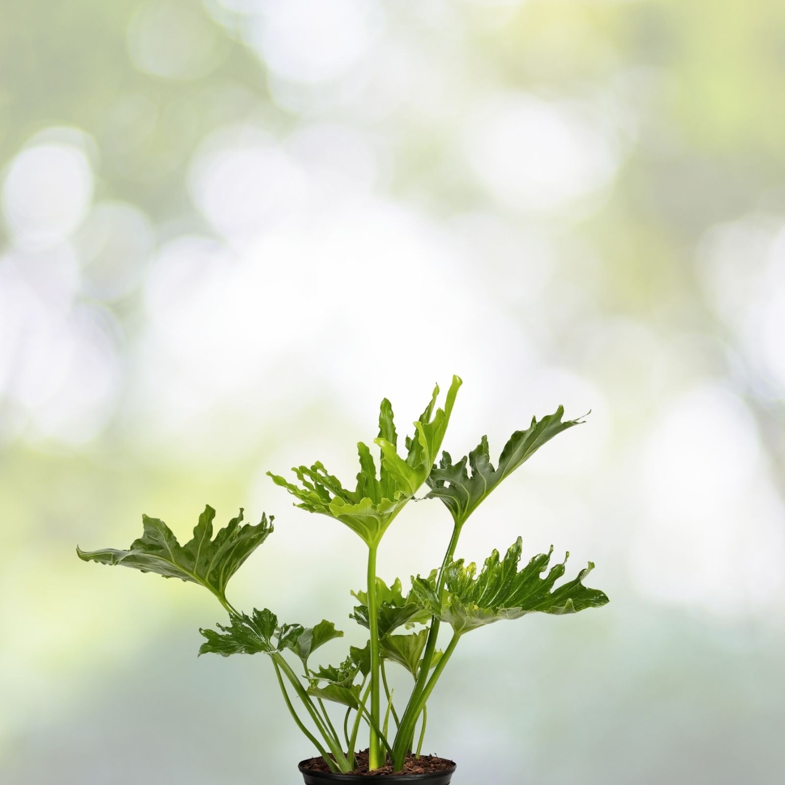Split Leaf Philodendron Seeds - 10 Pack - Philodendron selloum - Tropical Houseplant Seeds, Free Shipping