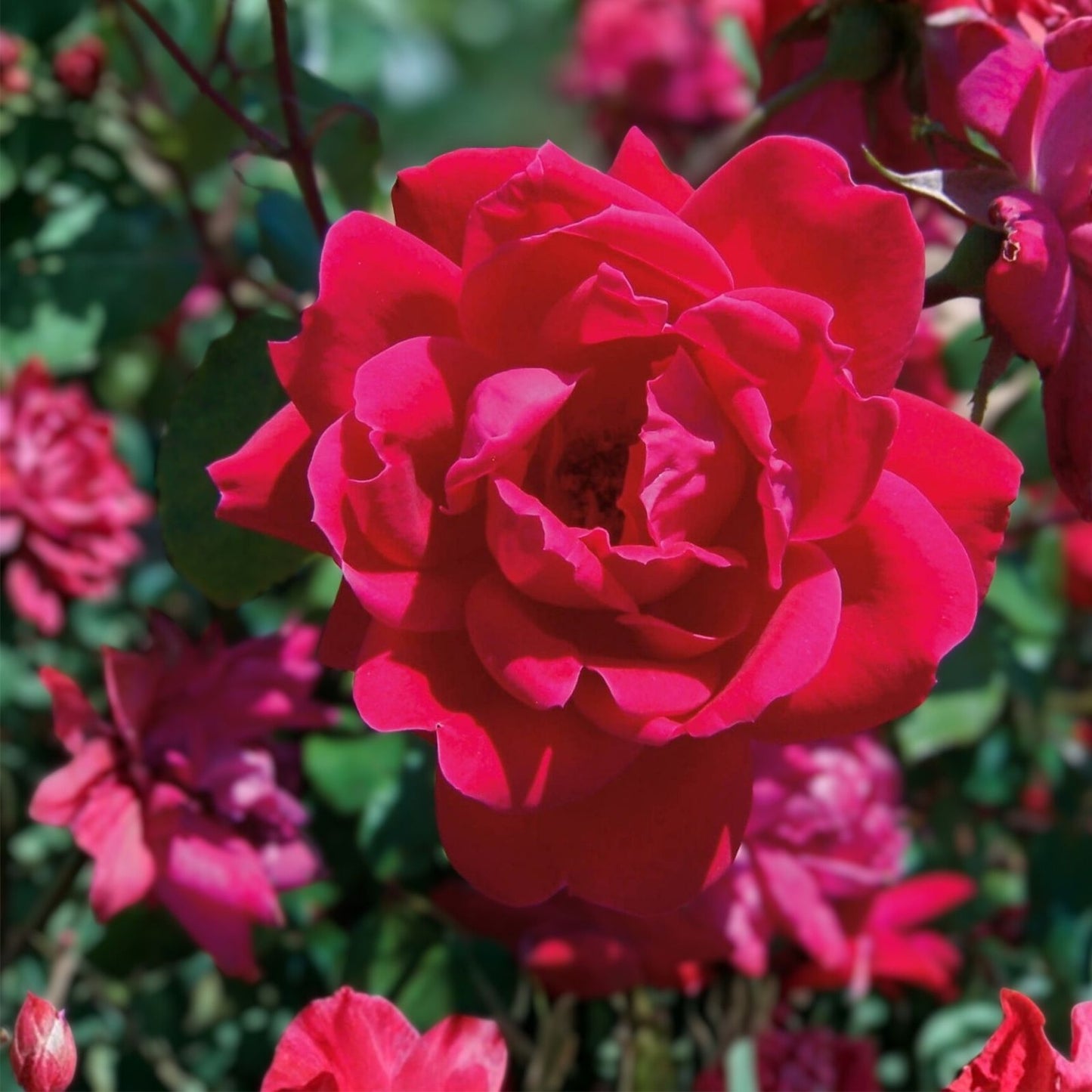 Knock Out Red Rose Bush Cuttings – 3 Unrooted 6" Live Rose Plants – Rosa 'Knock Out' Flowering Shrubs
