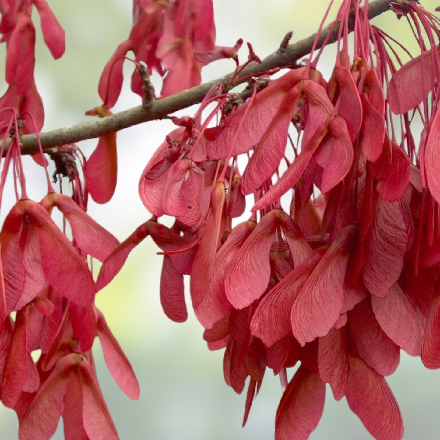 Drummond Red Maple Seedling Plant - 10" Bare Root Acer rubrum Drummondii Live Tree for Landscaping and Gardening