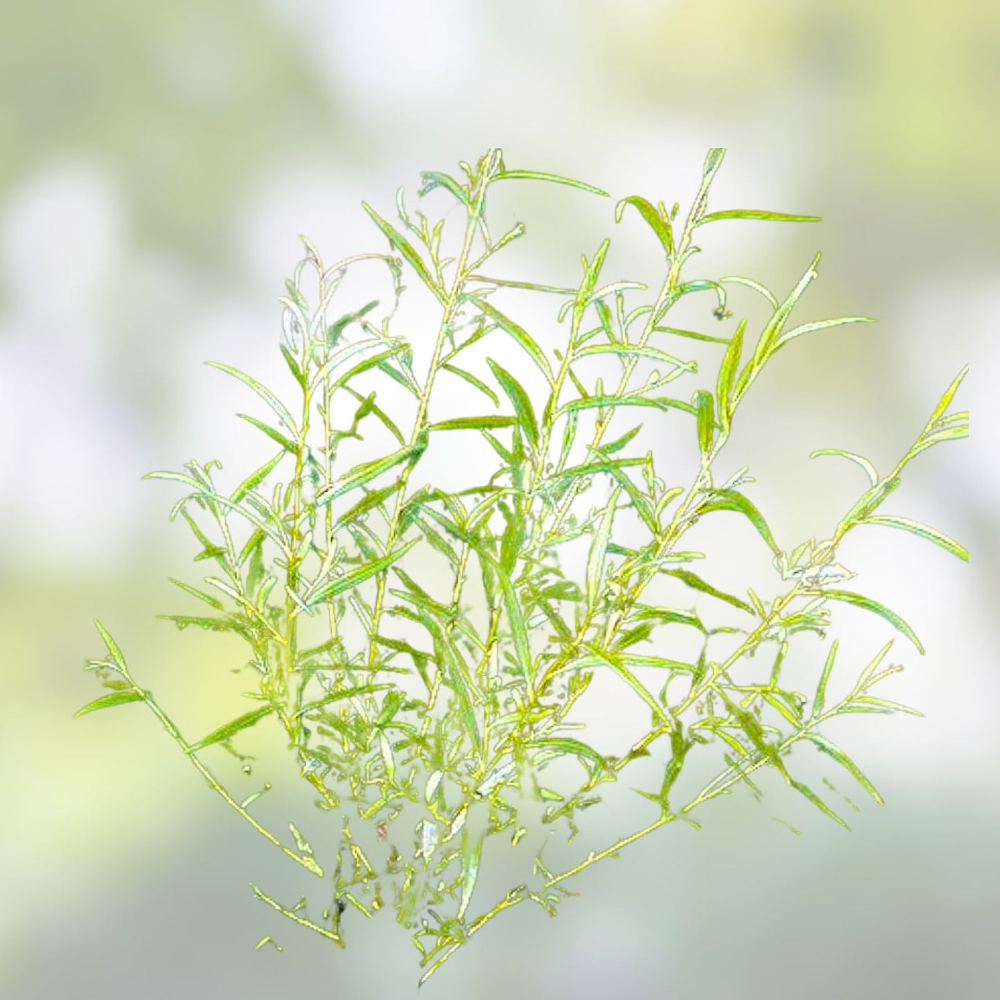 Austree Hybrid Willow Cuttings 10 Inch Thick Fast Growing Salix x sepulcralis 60 Pack, Live Plant for Landscaping and Erosion Control