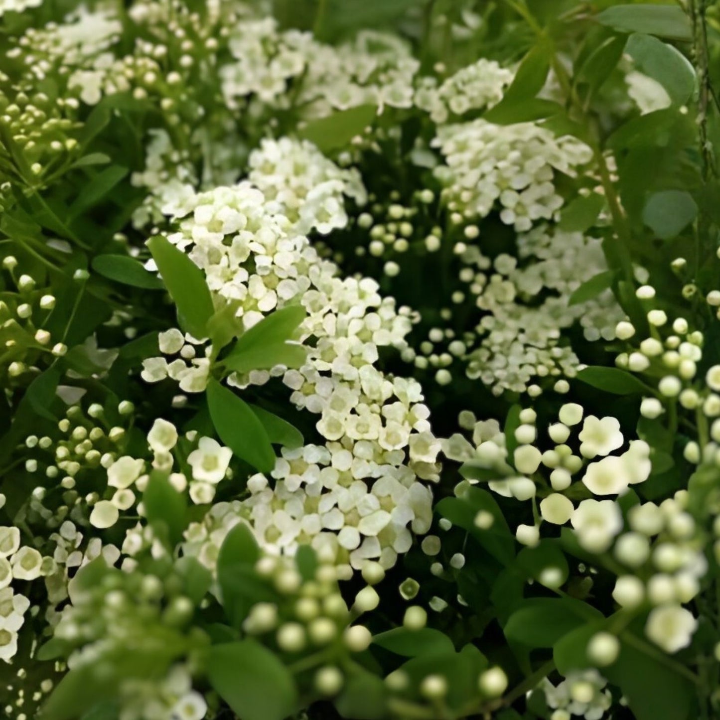 Unrooted Plant Cuttings Set of 10 White Wedding Cake Spirea, Spiraea prunifolia, Hardy Zones 5-9, Garden Decor, DIY Planting