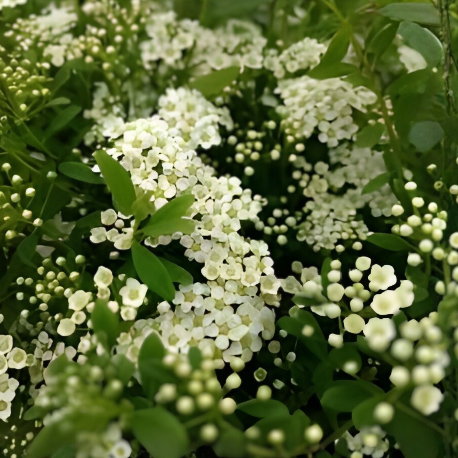 Unrooted Plant Cuttings Set of 10 White Wedding Cake Spirea, Spiraea prunifolia, Hardy Zones 5-9, Garden Decor, DIY Planting