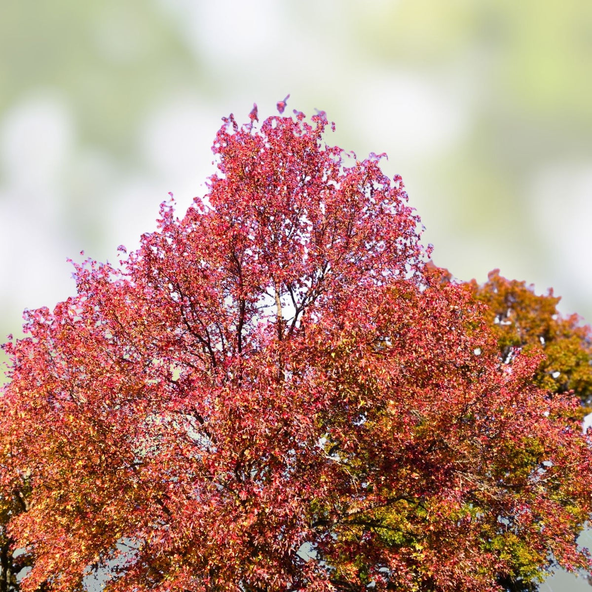 Sweet Gum Tree Seedlings 10" Rare Southern Alabama Liquidambar styraciflua 5-Pack | Hardwood Tree for Landscaping