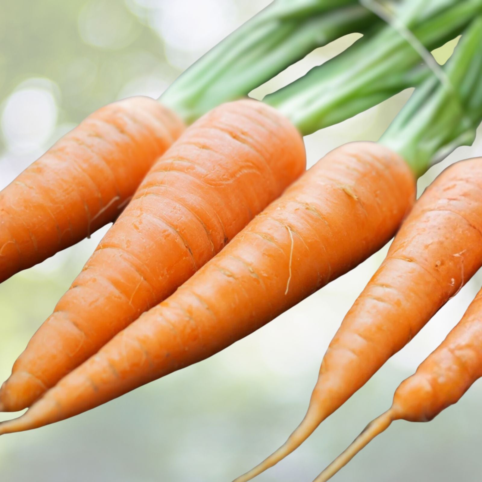 Scarlet Nantes Carrot Seeds - Heirloom Variety for Tasty Snacks - 50+ Seeds - Daucus carota subsp. sativus