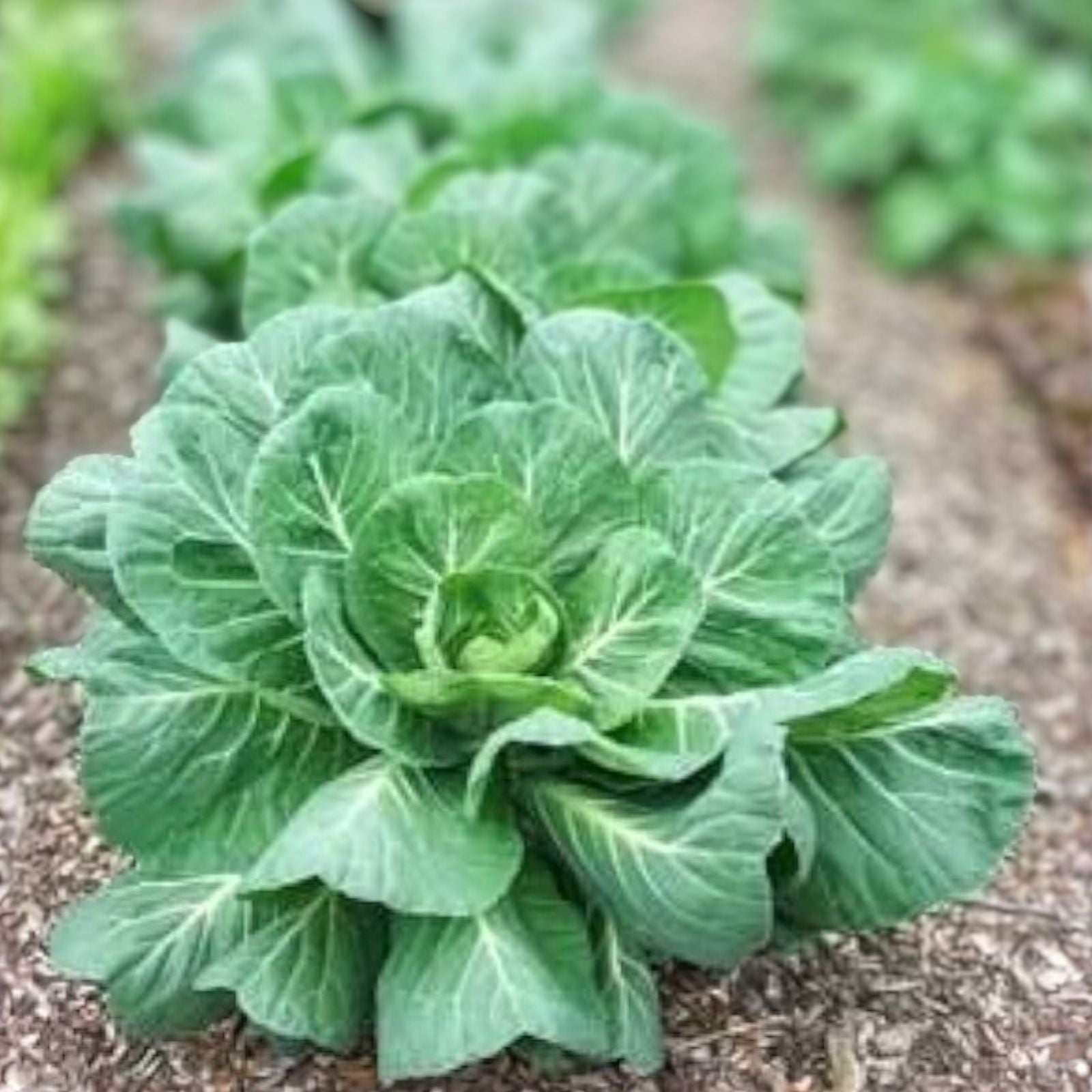 Collard Greens Seeds Vates Variety Heirloom Non-GMO 1000 Seeds Brassica oleracea Vegetable Seeds