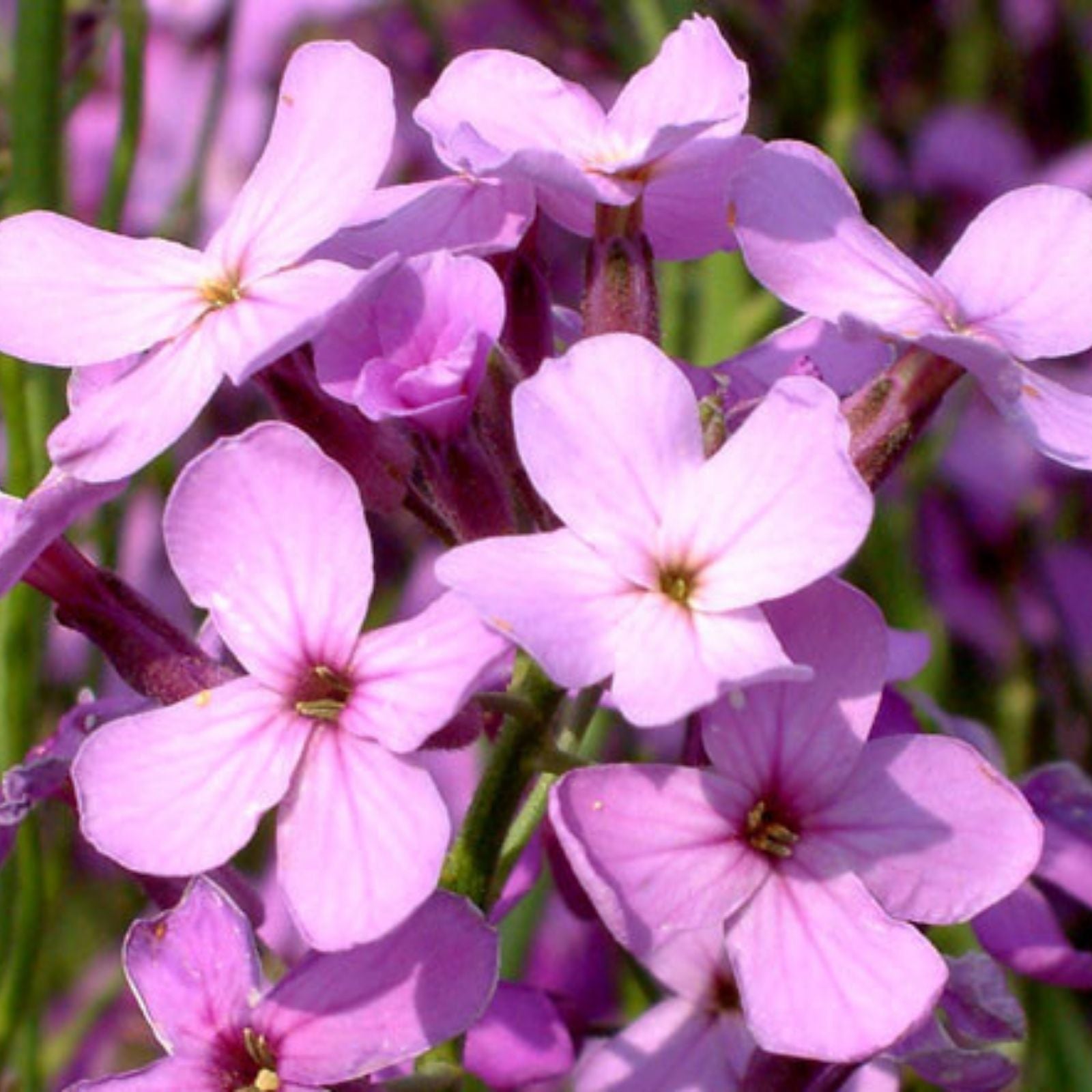 Dames Rocket Flower Seeds 500 Pack – Fragrant Garden Perennial Hesperis matronalis with Colorful Blooms