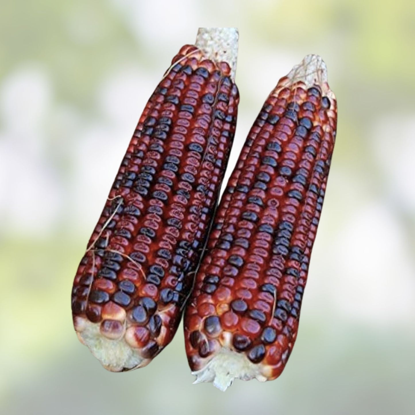 Red Corn Seeds - Bloody Butcher Indian Corn - Heirloom Variety - Organic Non-GMO Seeds for Planting