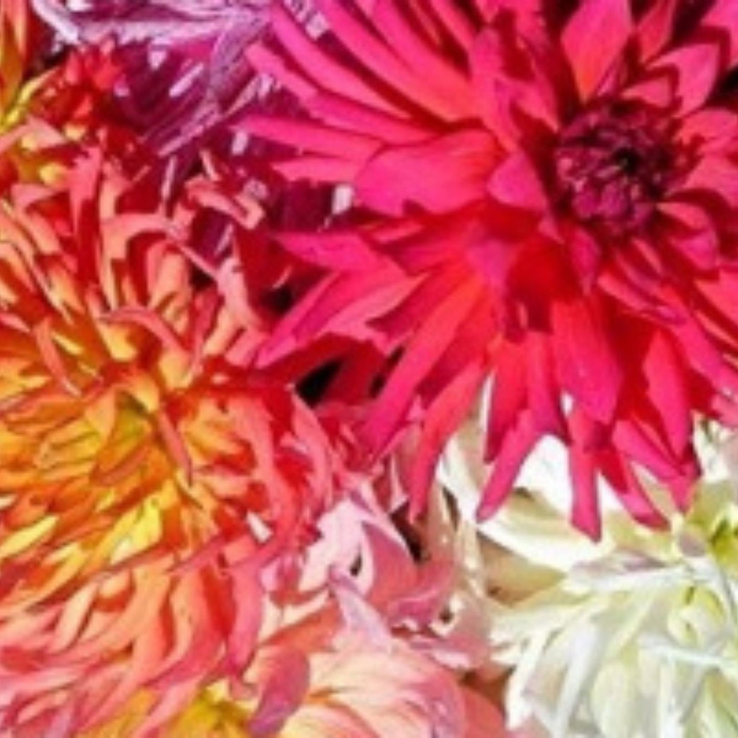 Polar Bear Dahlia Flower Seeds – 50 White Blooms – Garden Flower Seeds – Made in USA, Ships from Iowa
